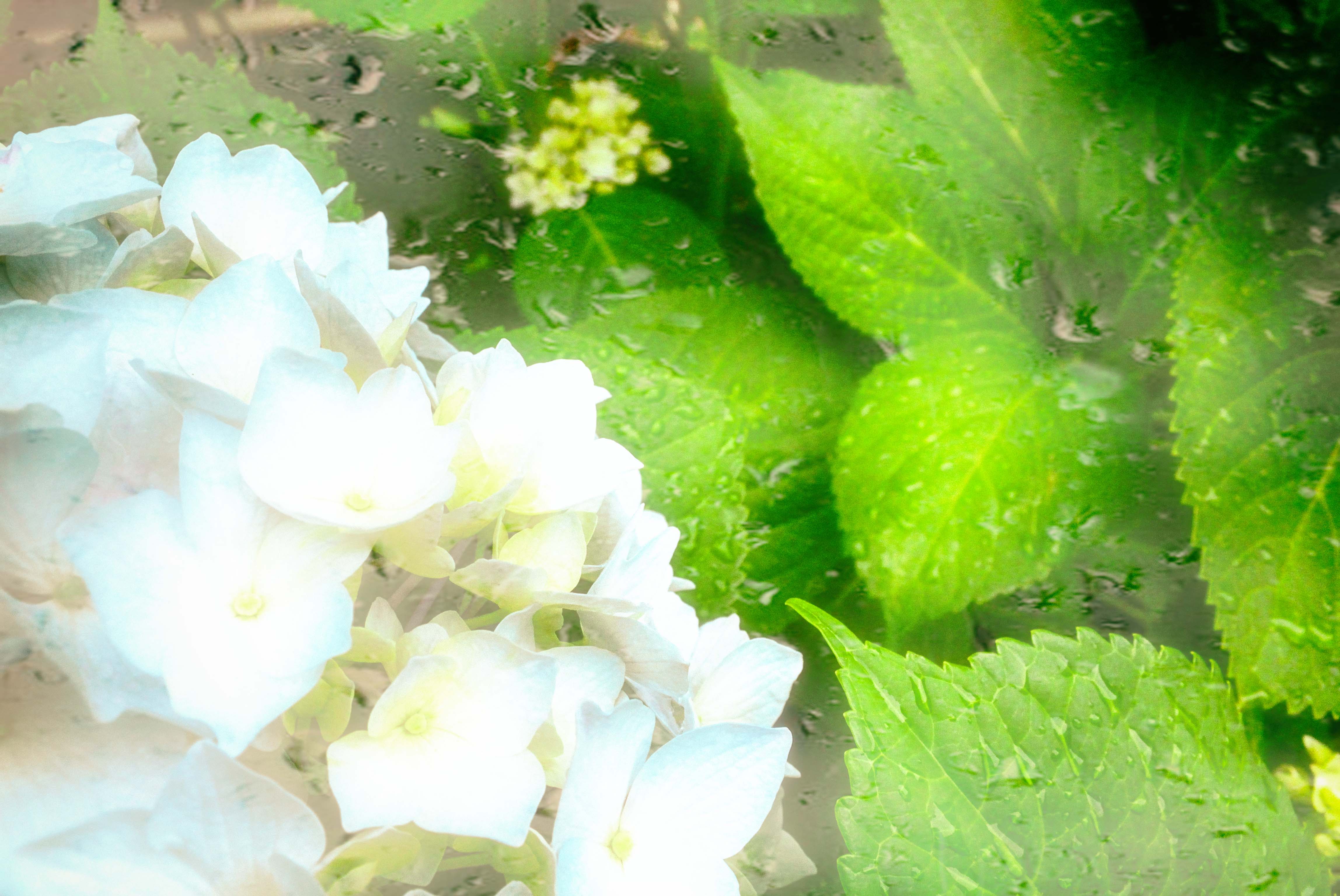 雨の日のアジサイ ~紫陽花 Ⅰ~
