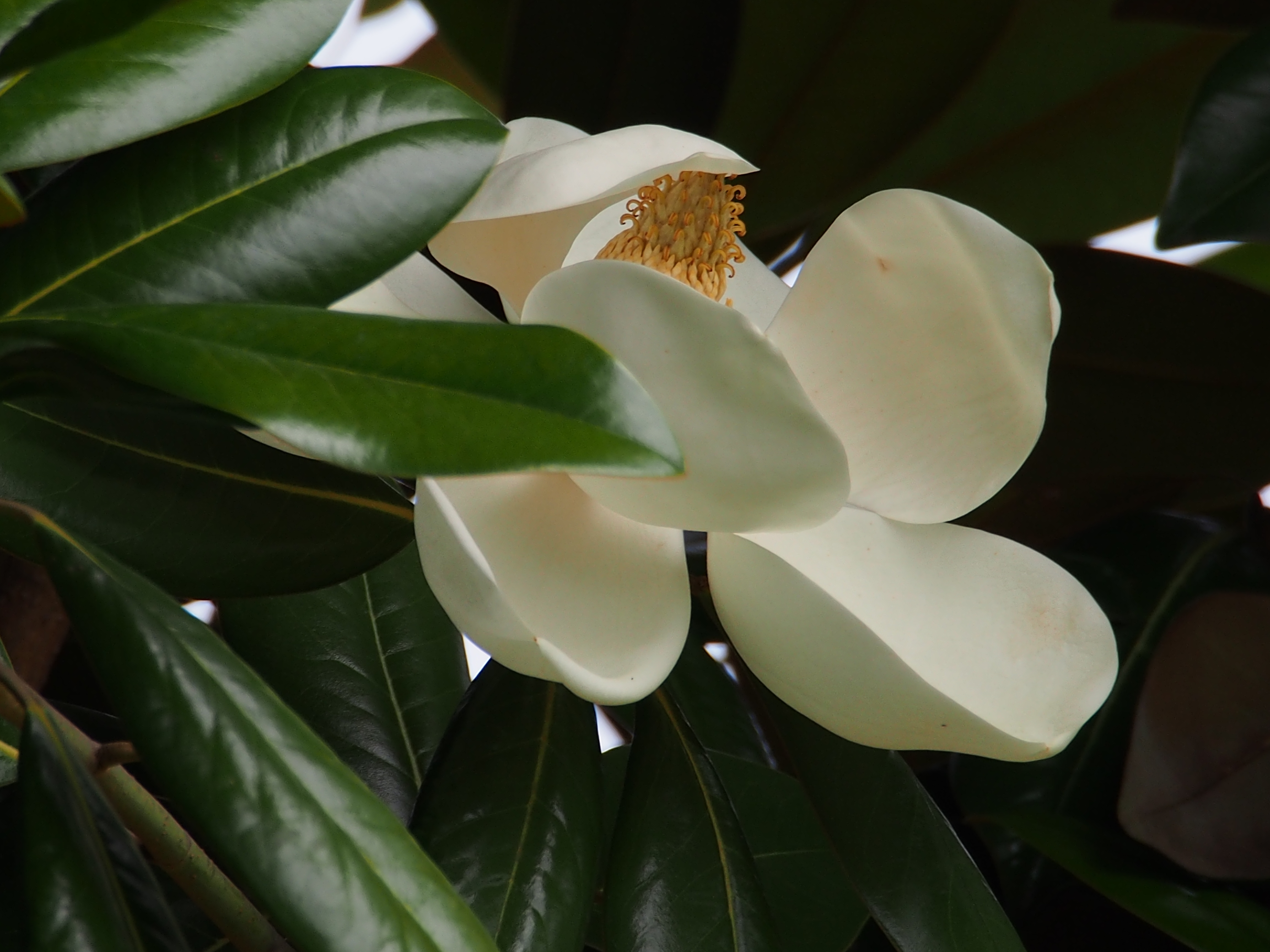 夏の花 泰山木。