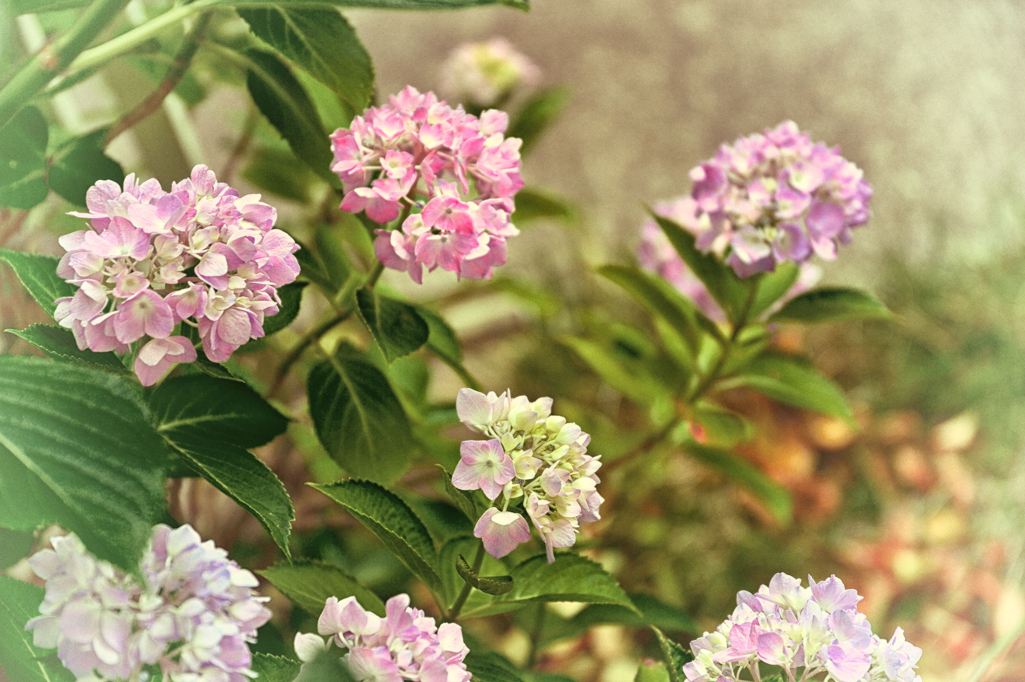 庭の紫陽花1