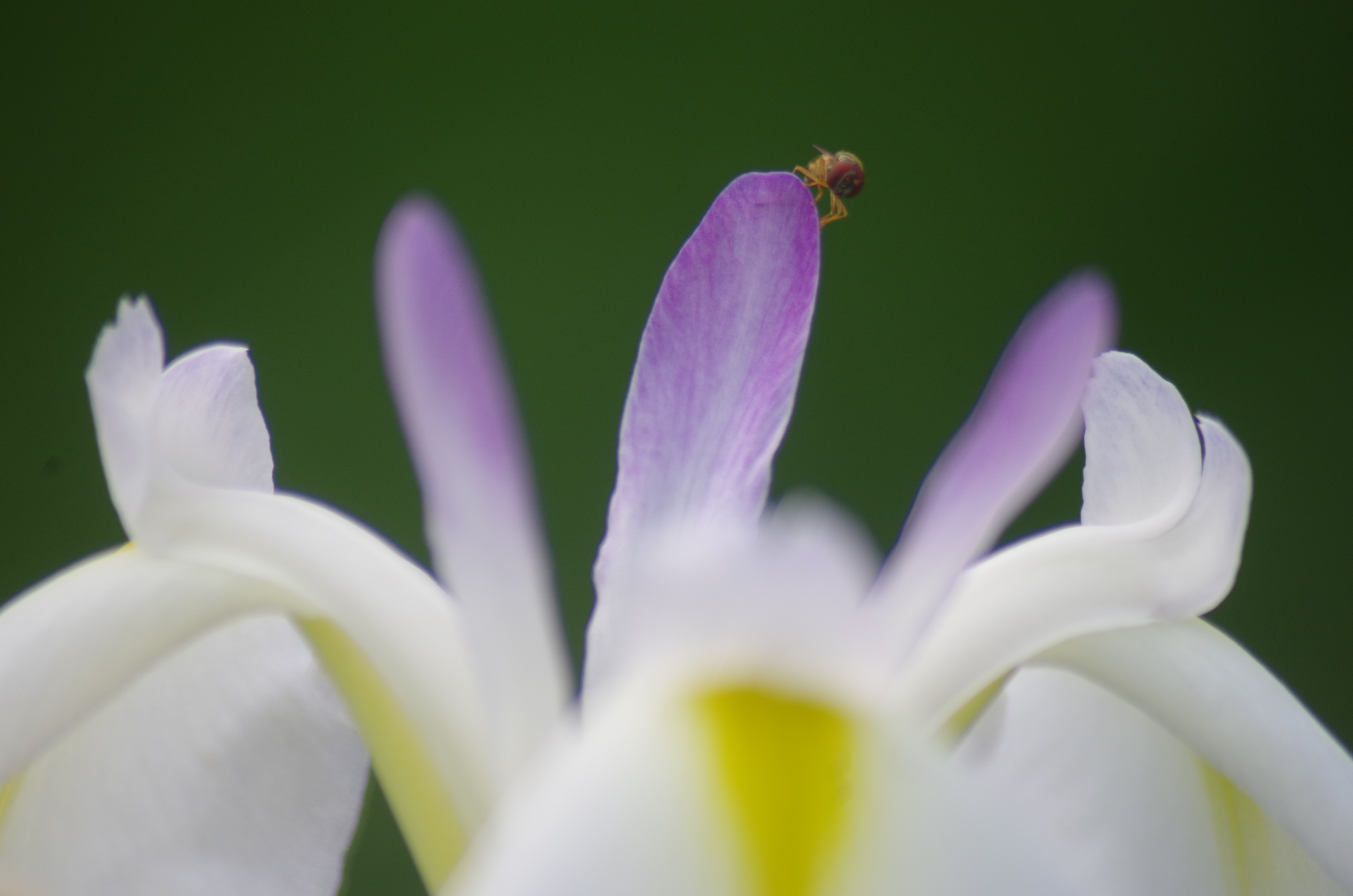 花菖蒲とハチ