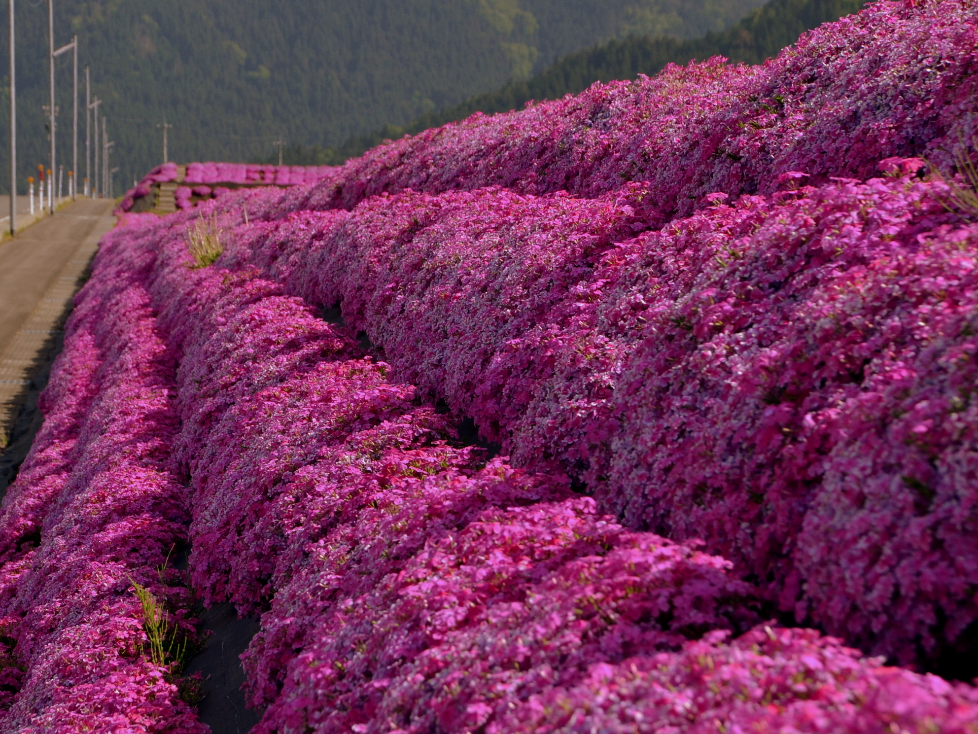 芝桜の里