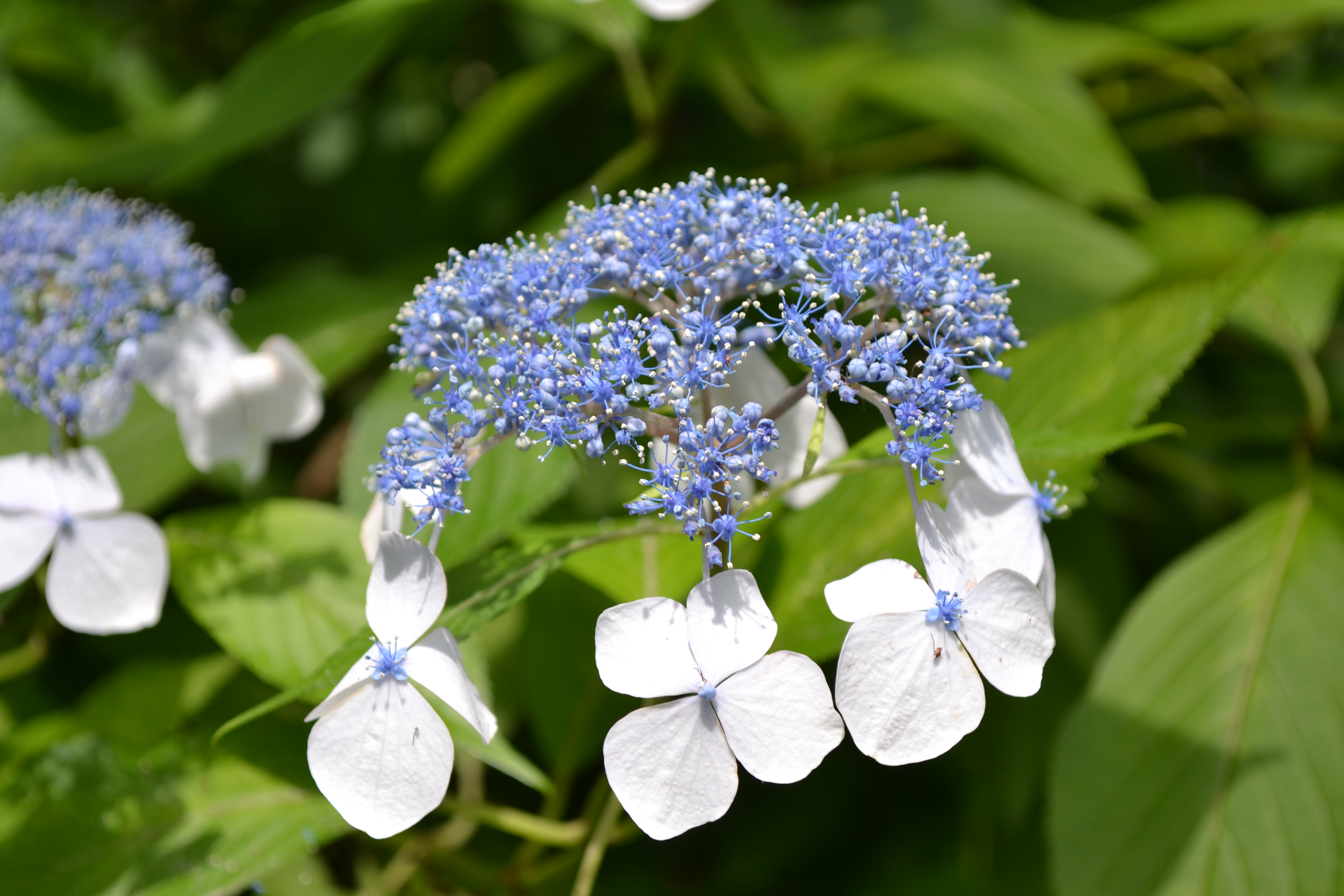 額紫陽花