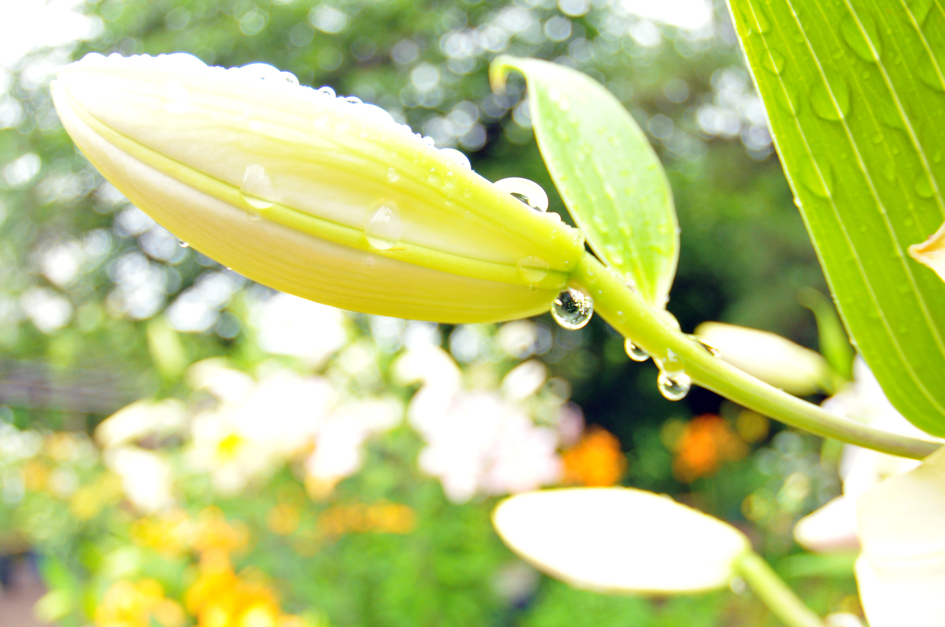 白ユリの蕾と雨雫