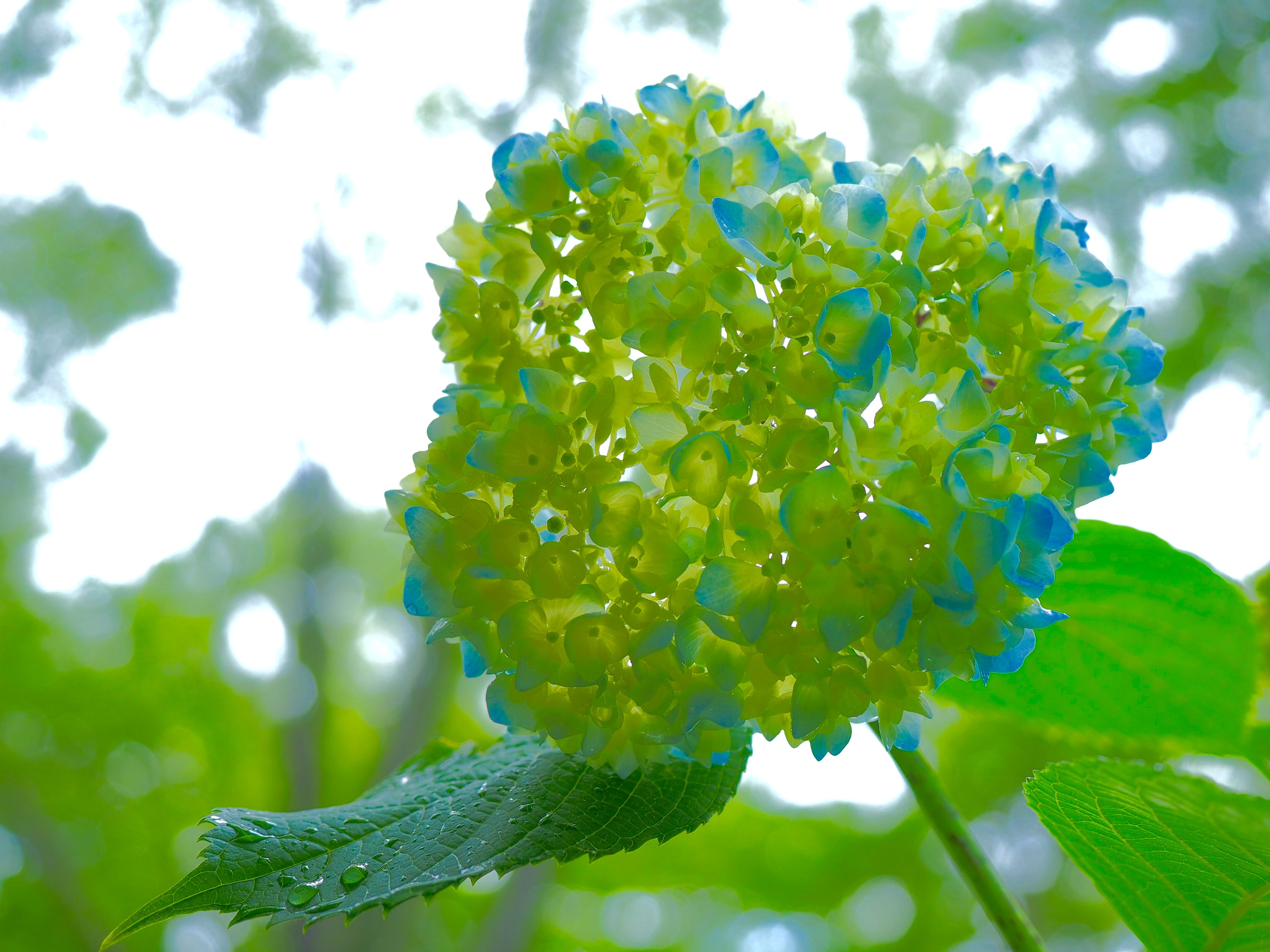 紫陽花