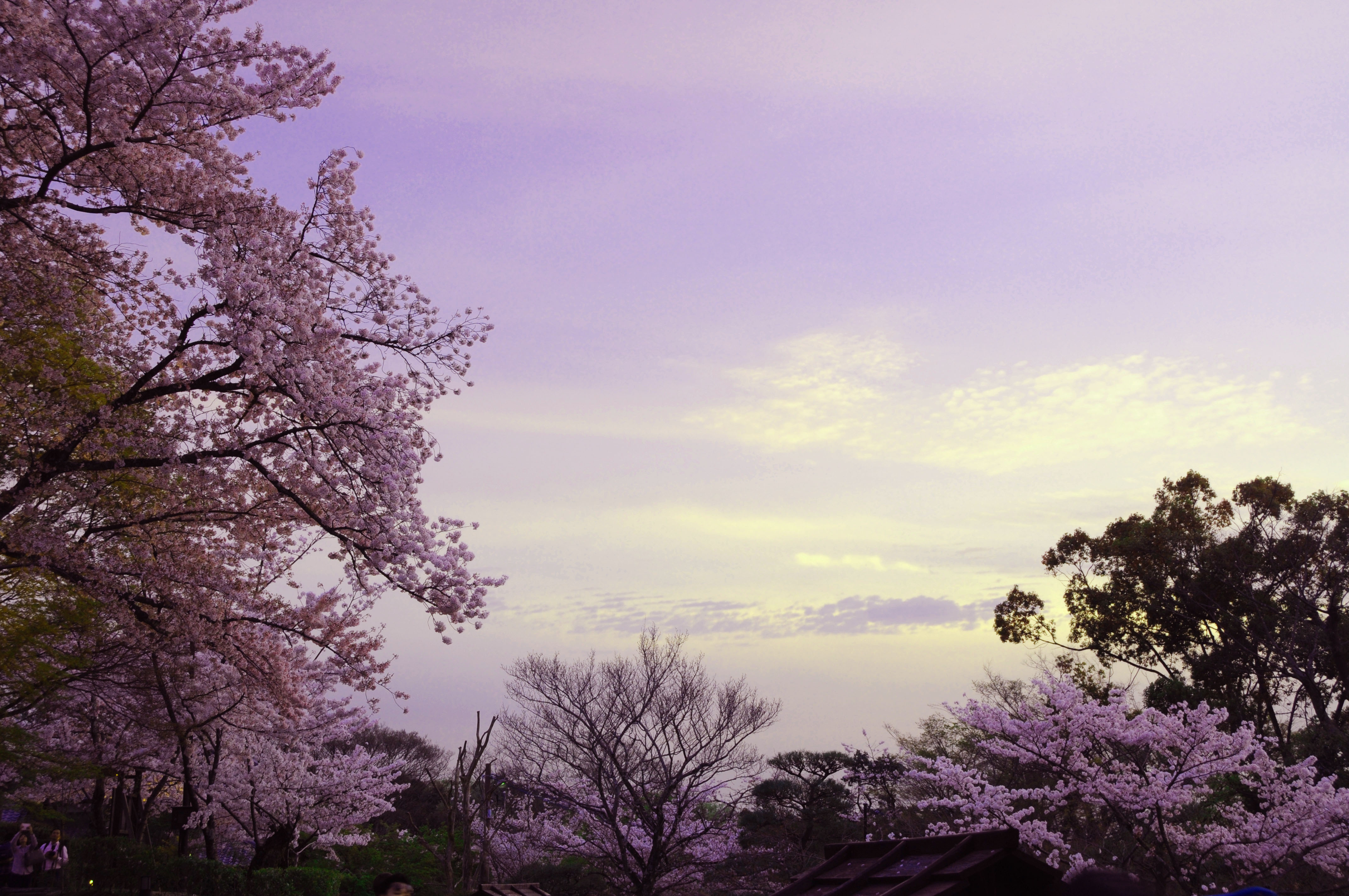 夕桜
