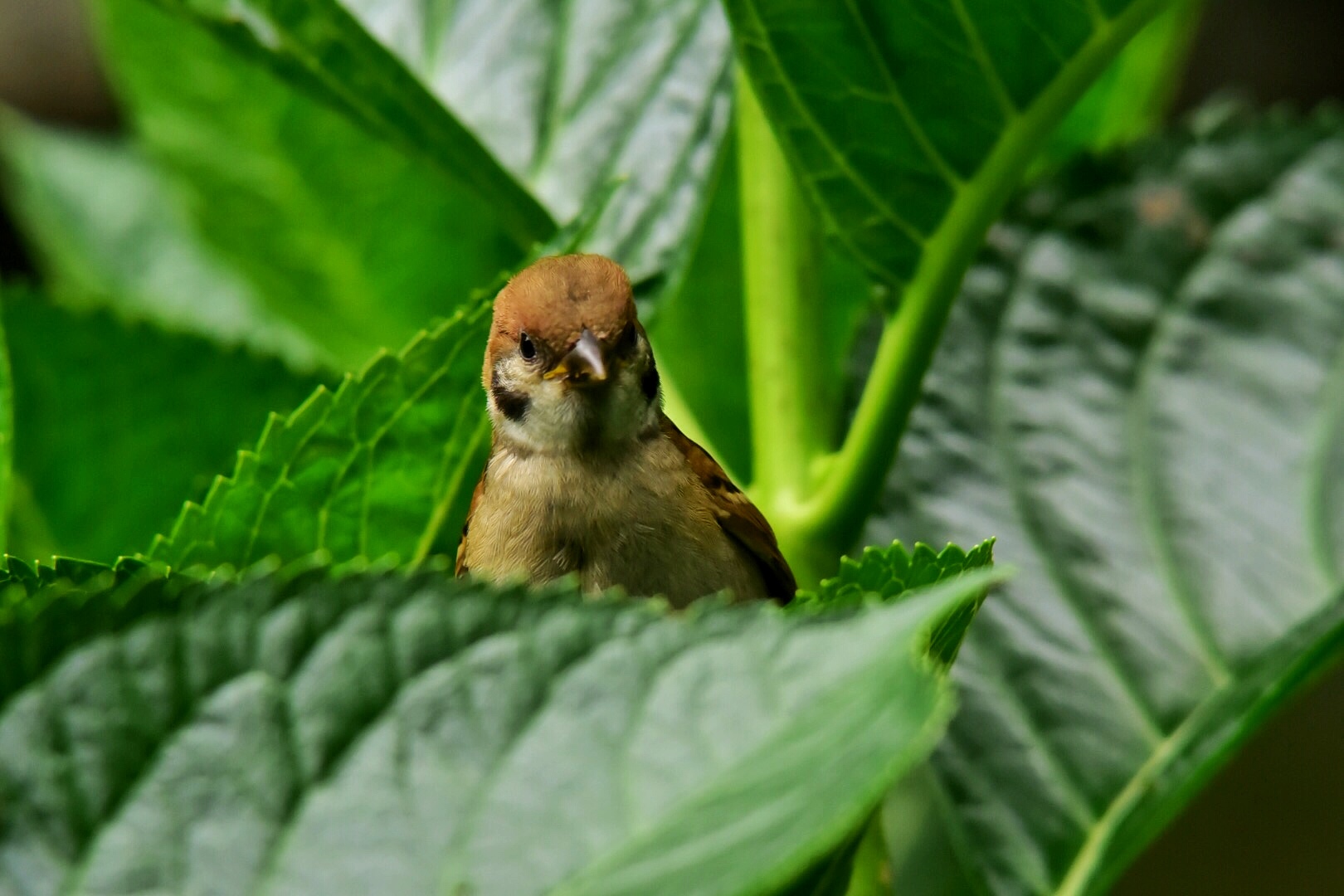 ピョコッ、今日は!