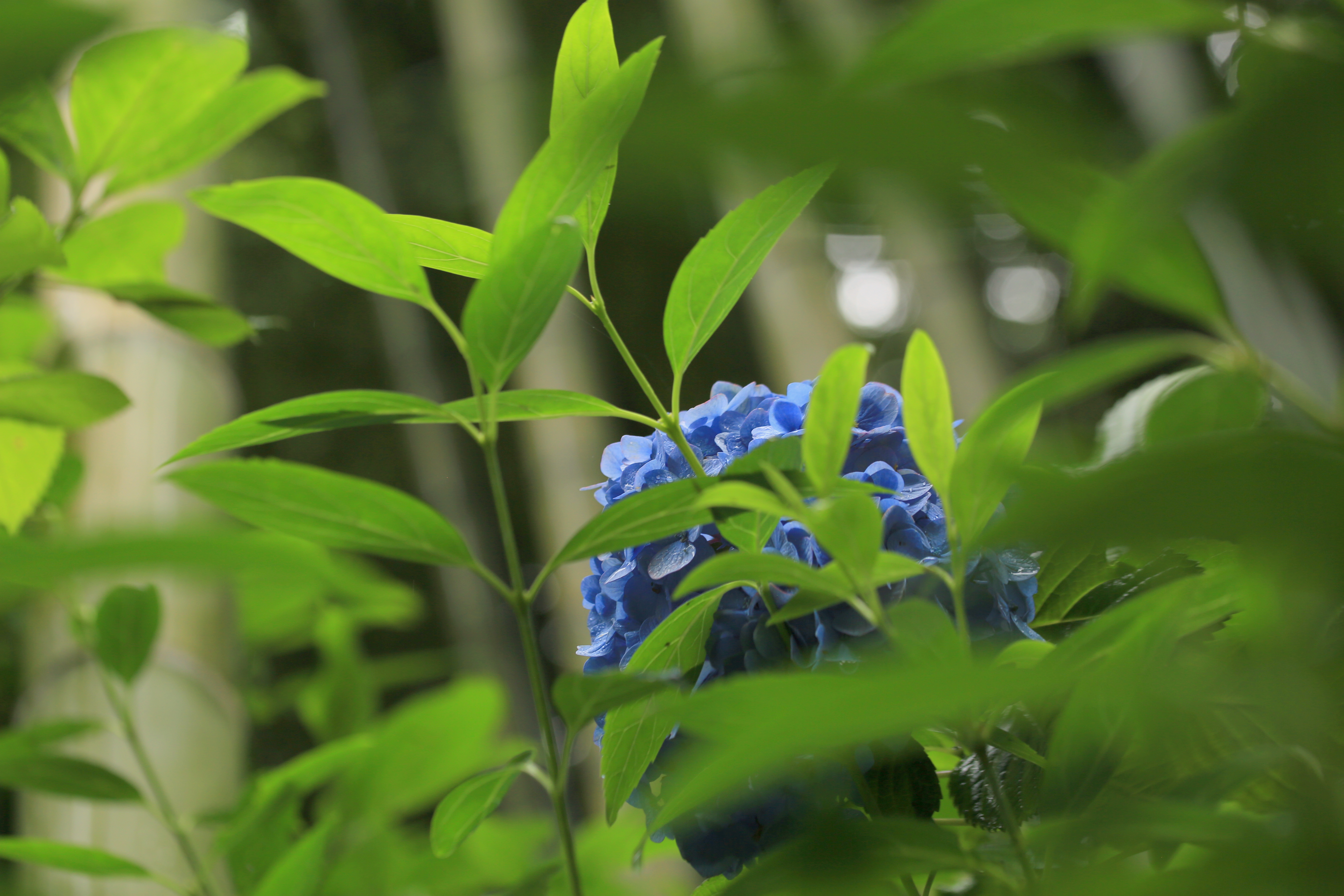 紫陽花と竹