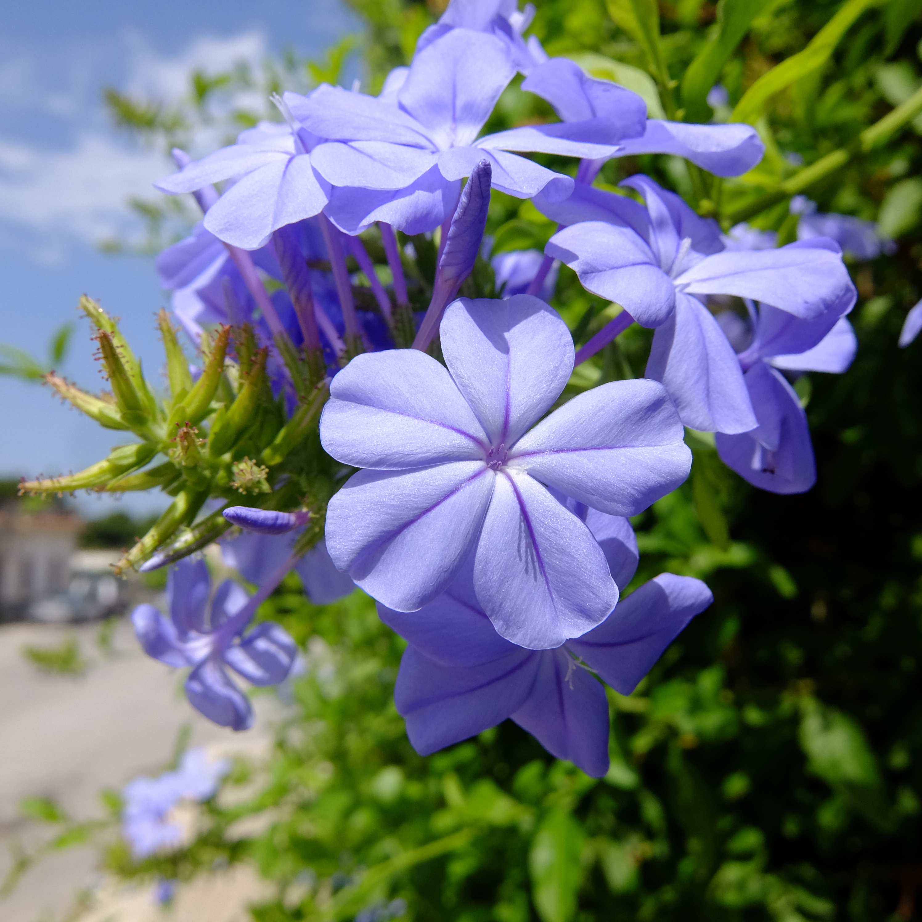 夏の薄紫