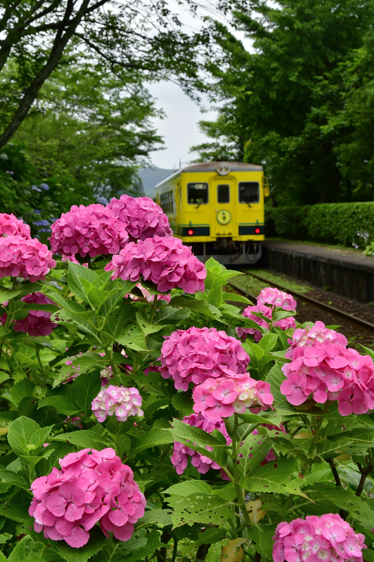 紫陽花の駅