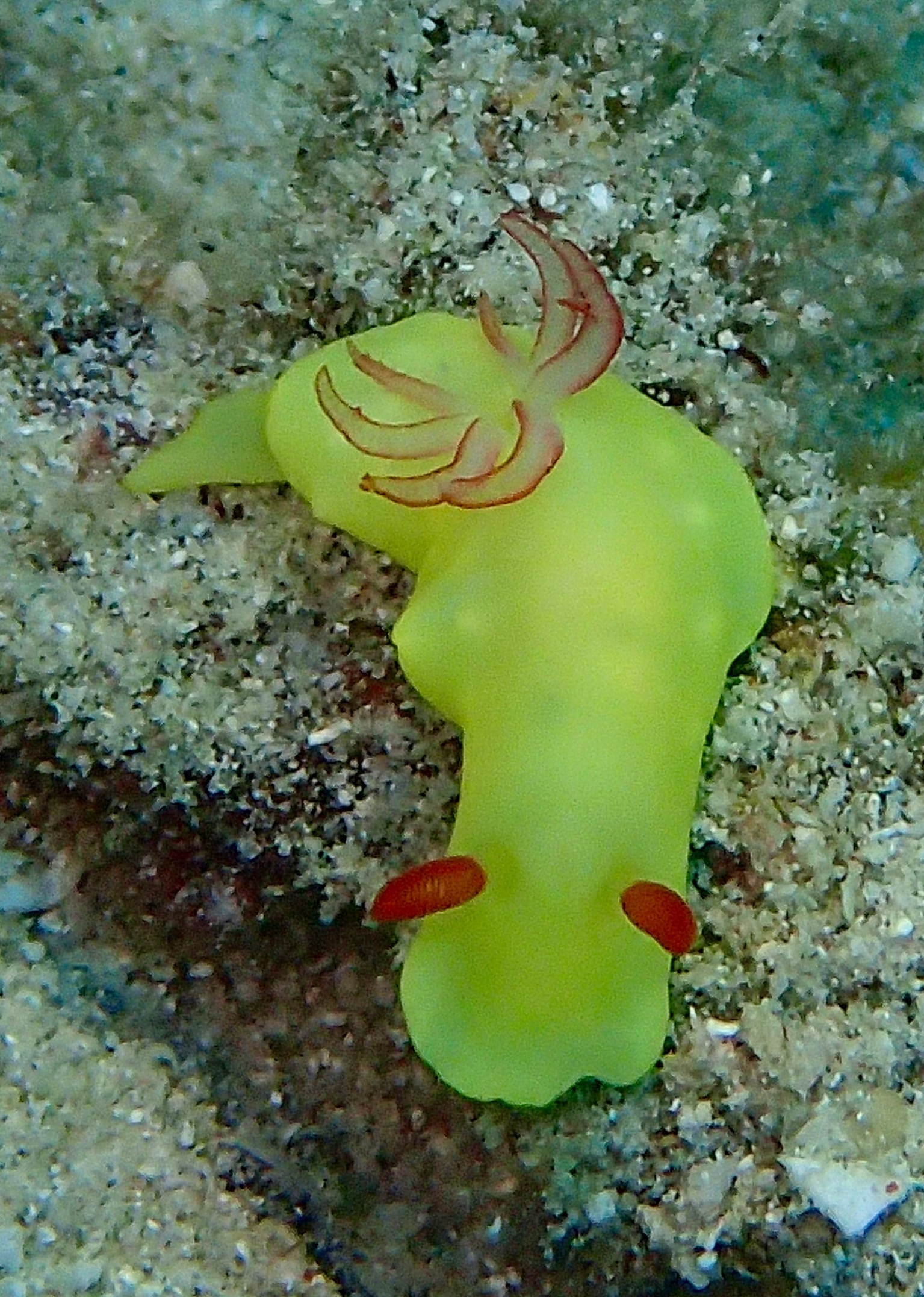 タクアンウミウシ