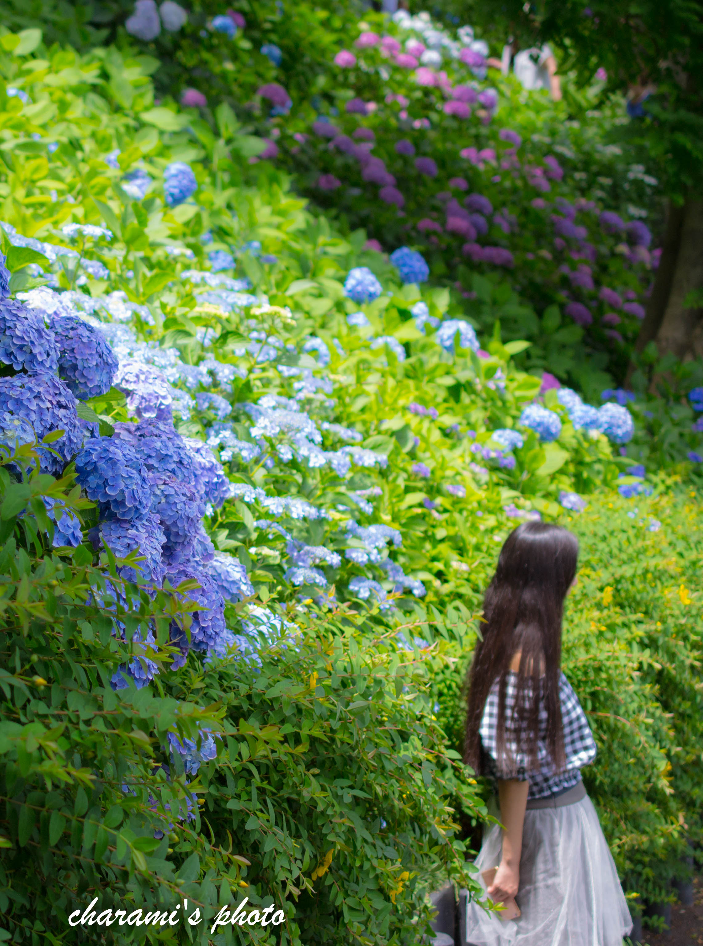 紫陽花に囲まれて