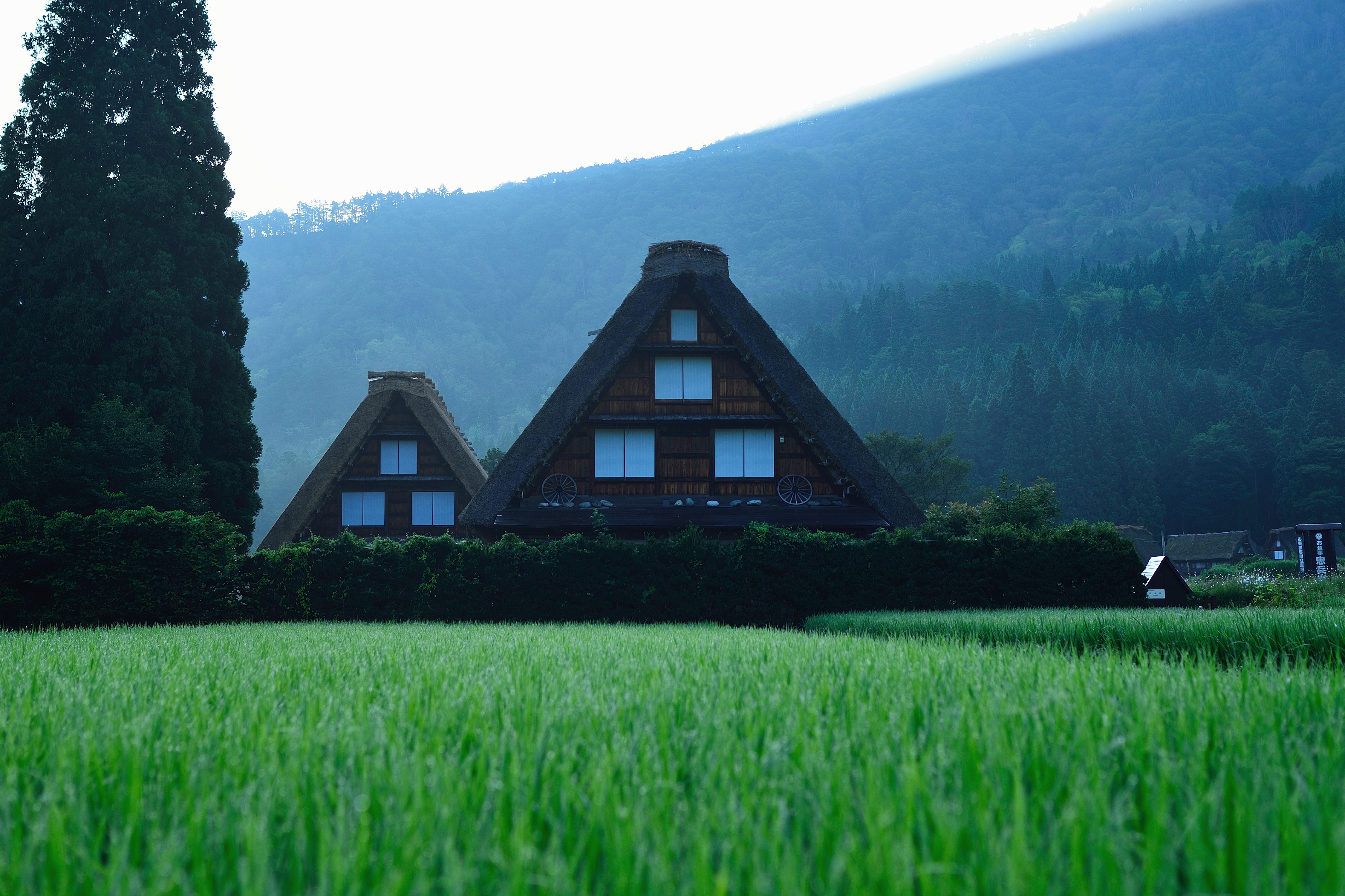 稲の育つ白川郷