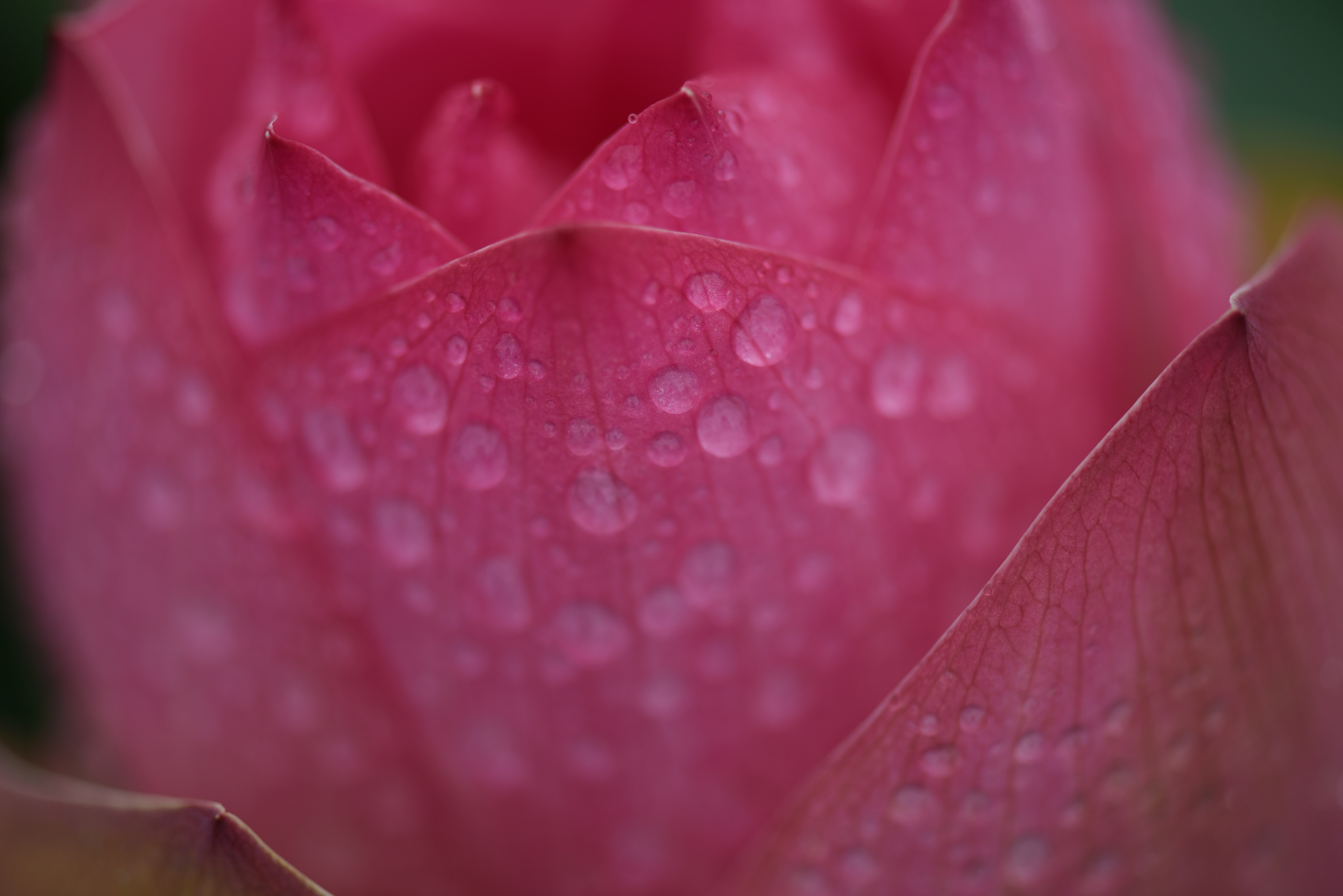 雨に詩う1