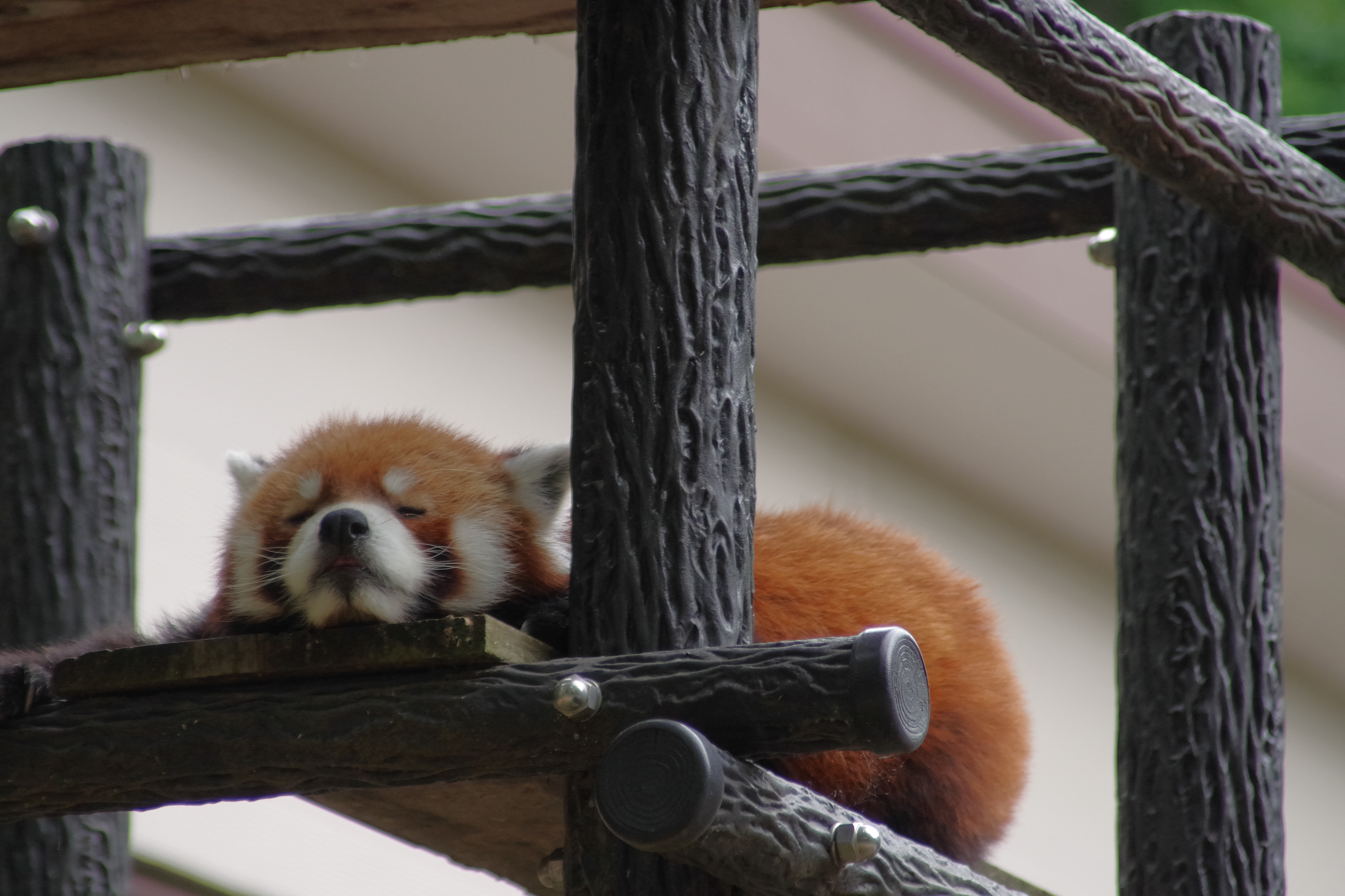 眠い・・・。