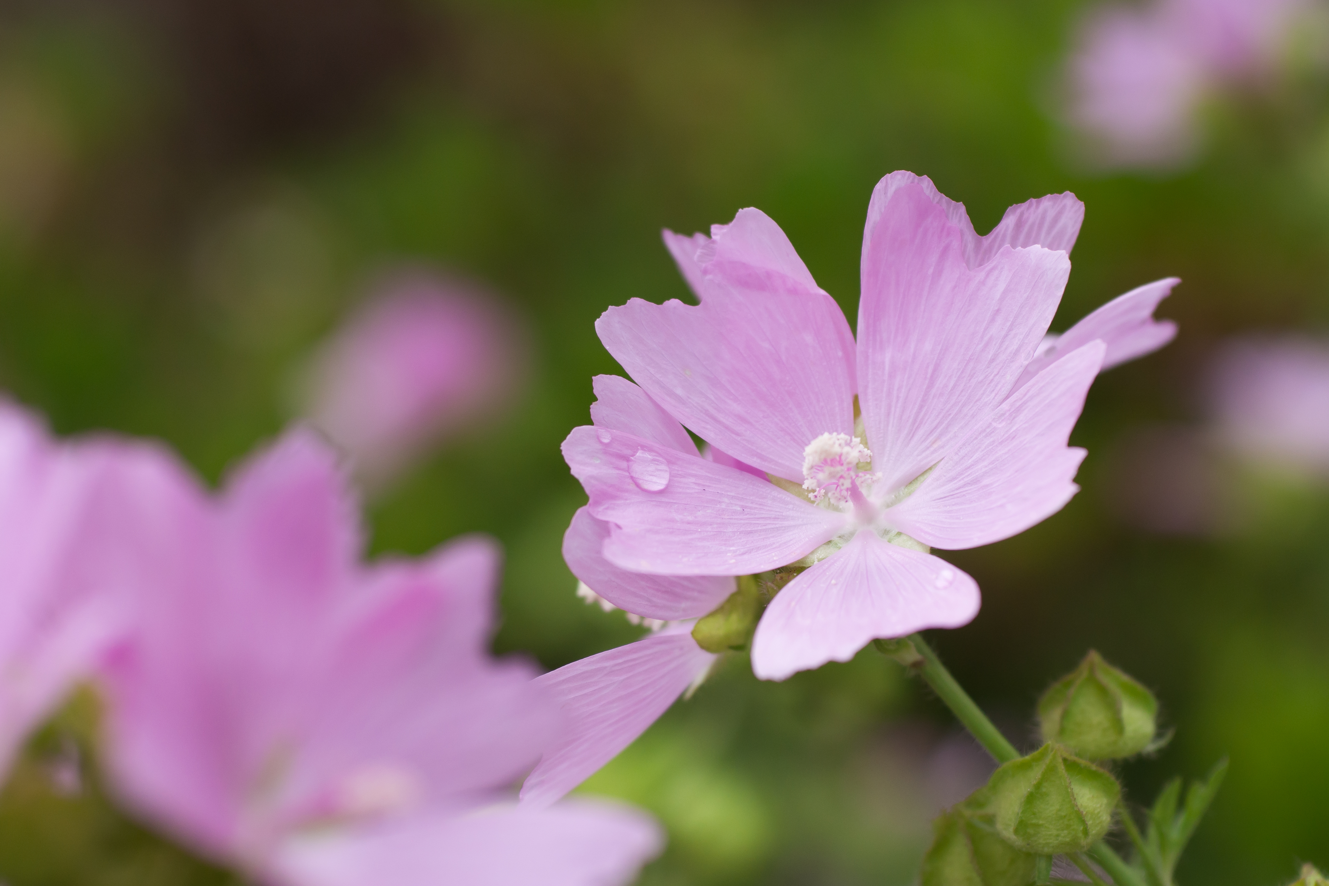 その花の名前を、僕も知らない