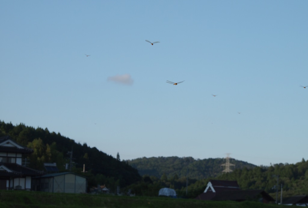 Fly