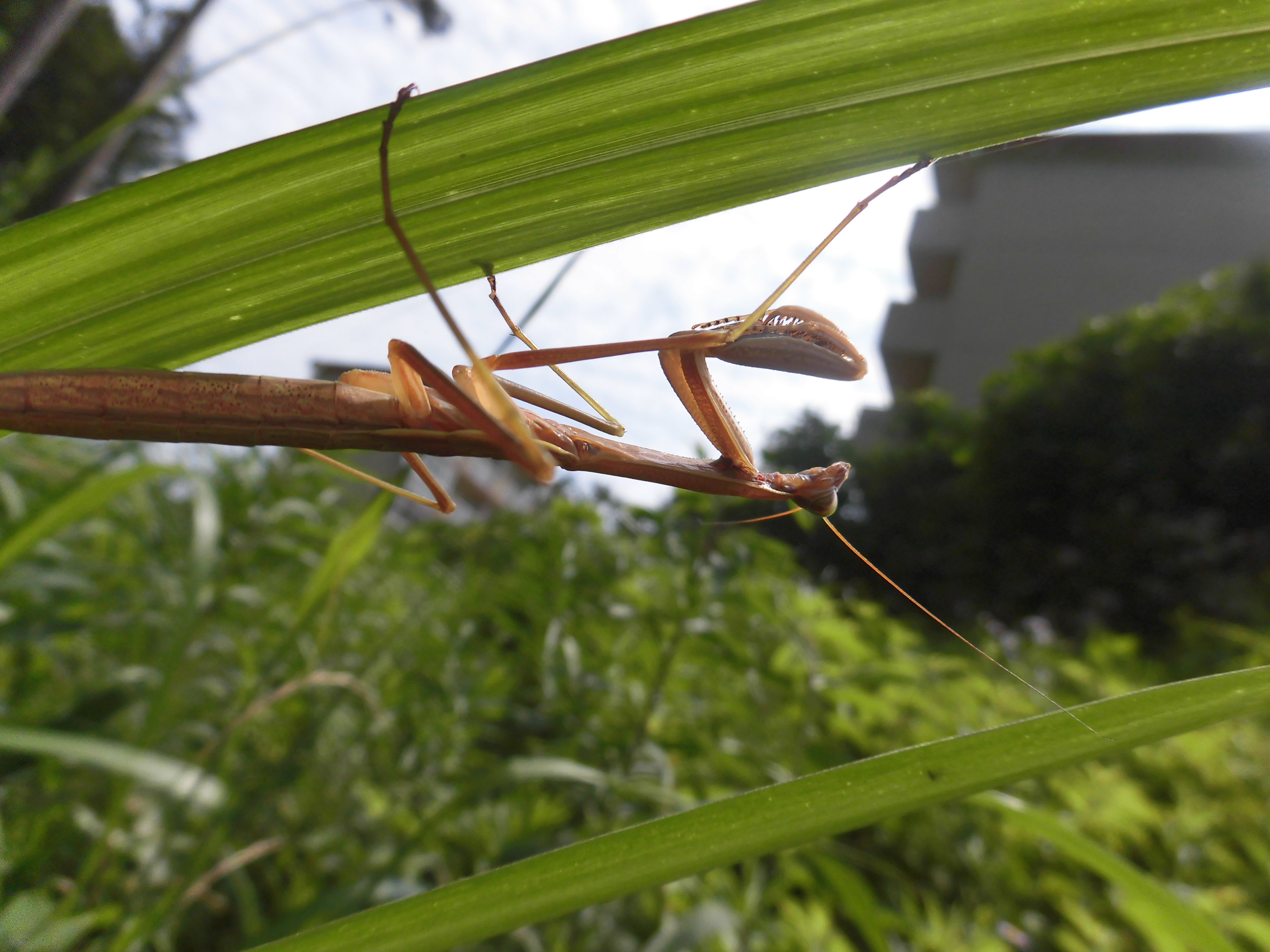 カマキリ