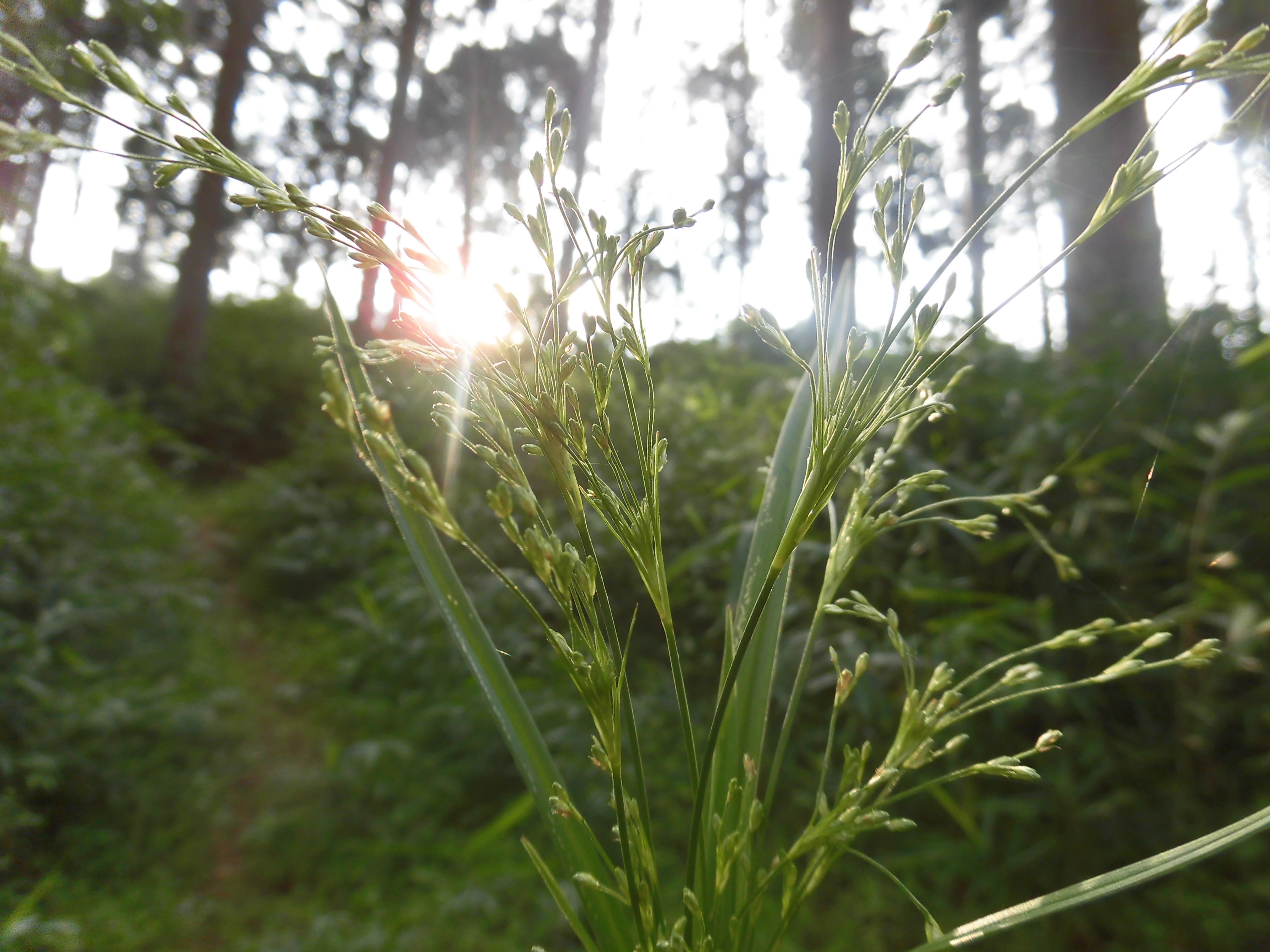 山稲穂