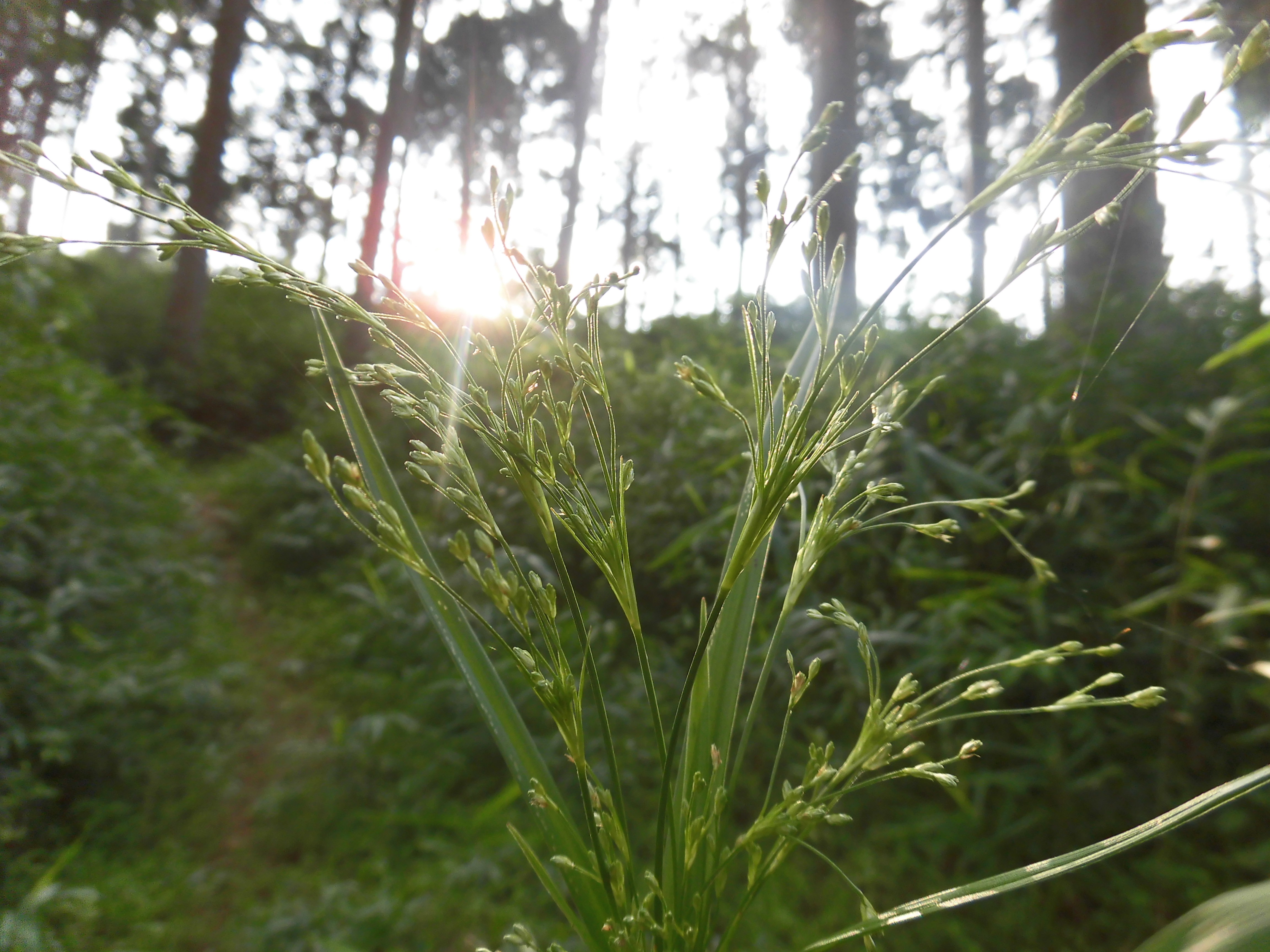 山稲穂