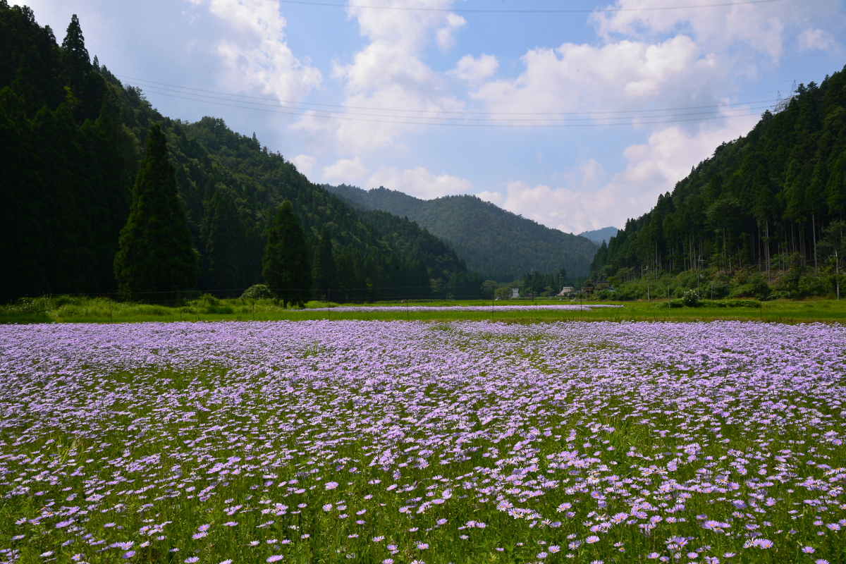 久多の夏 2016