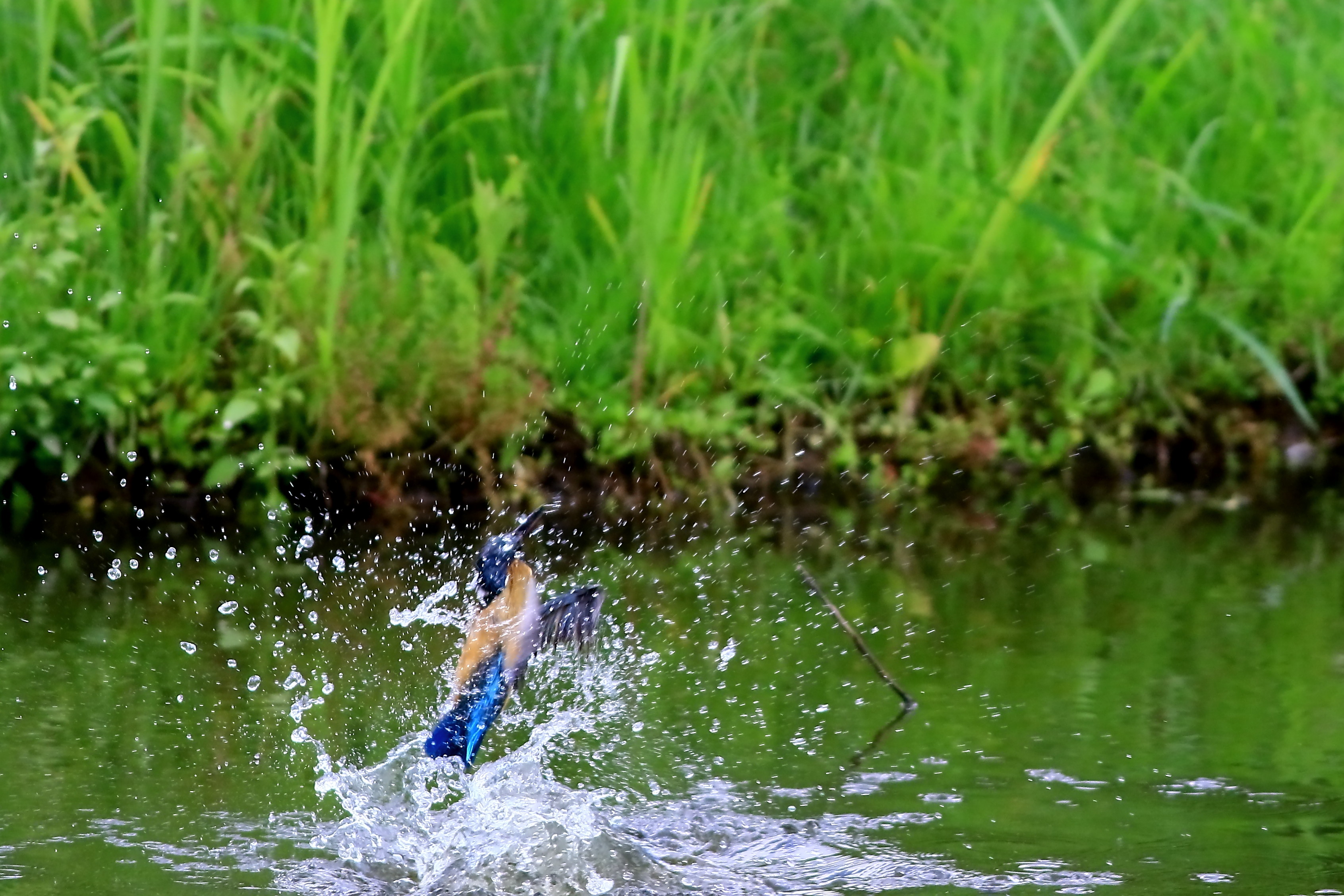 カワセミの水浴び 1