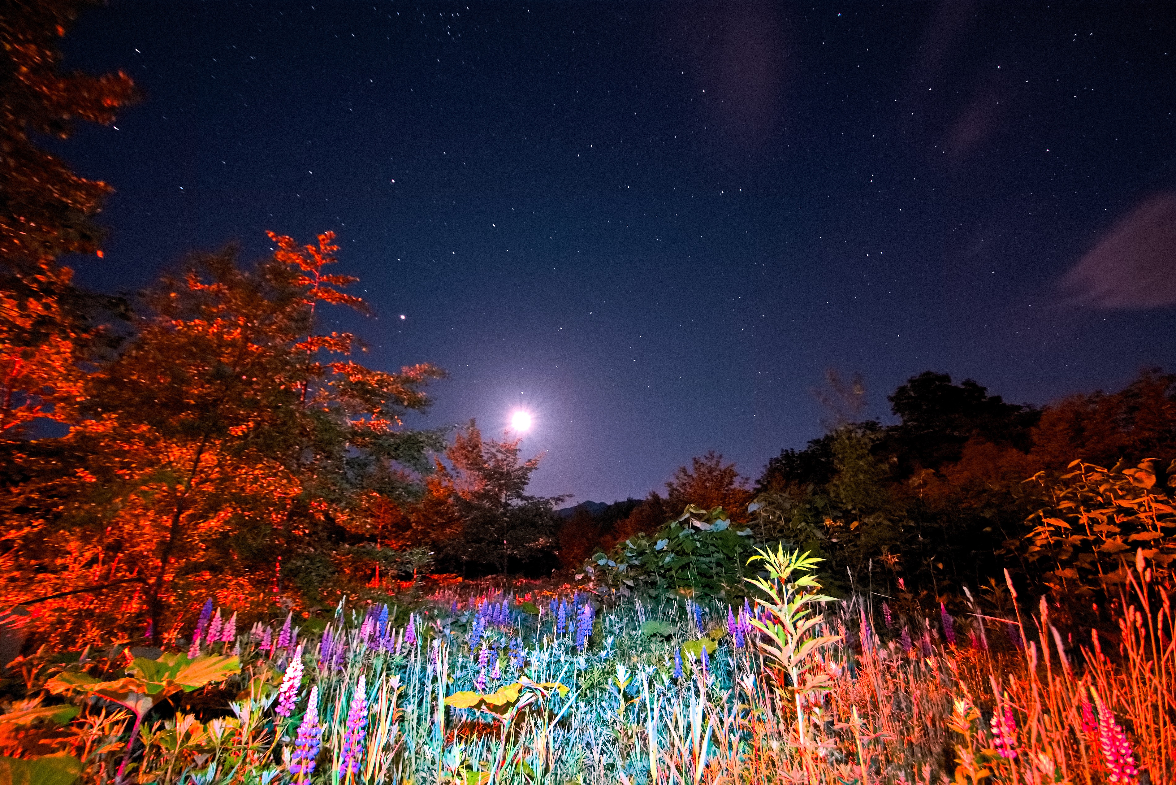 月夜のルピナス