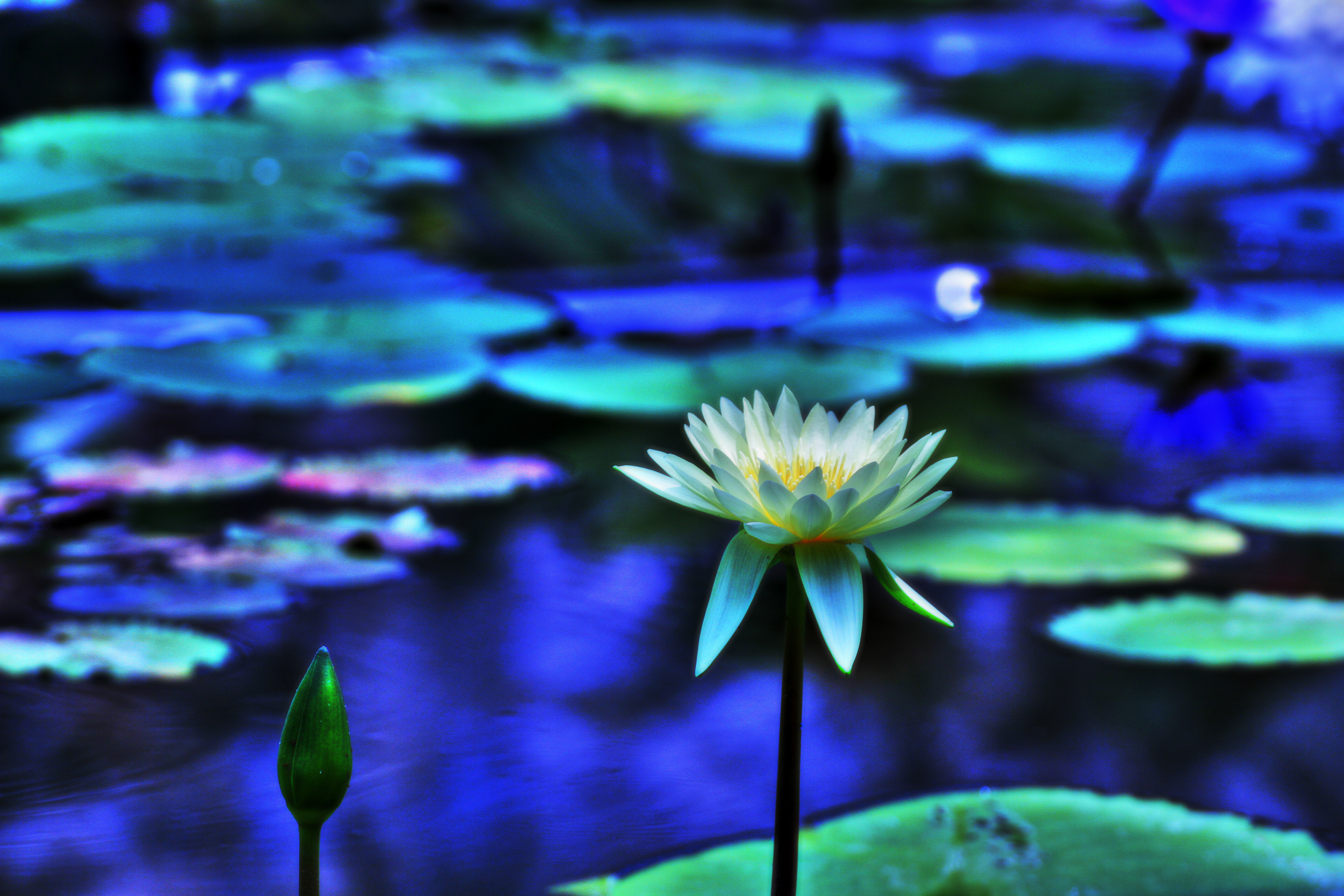 water lilyの夢