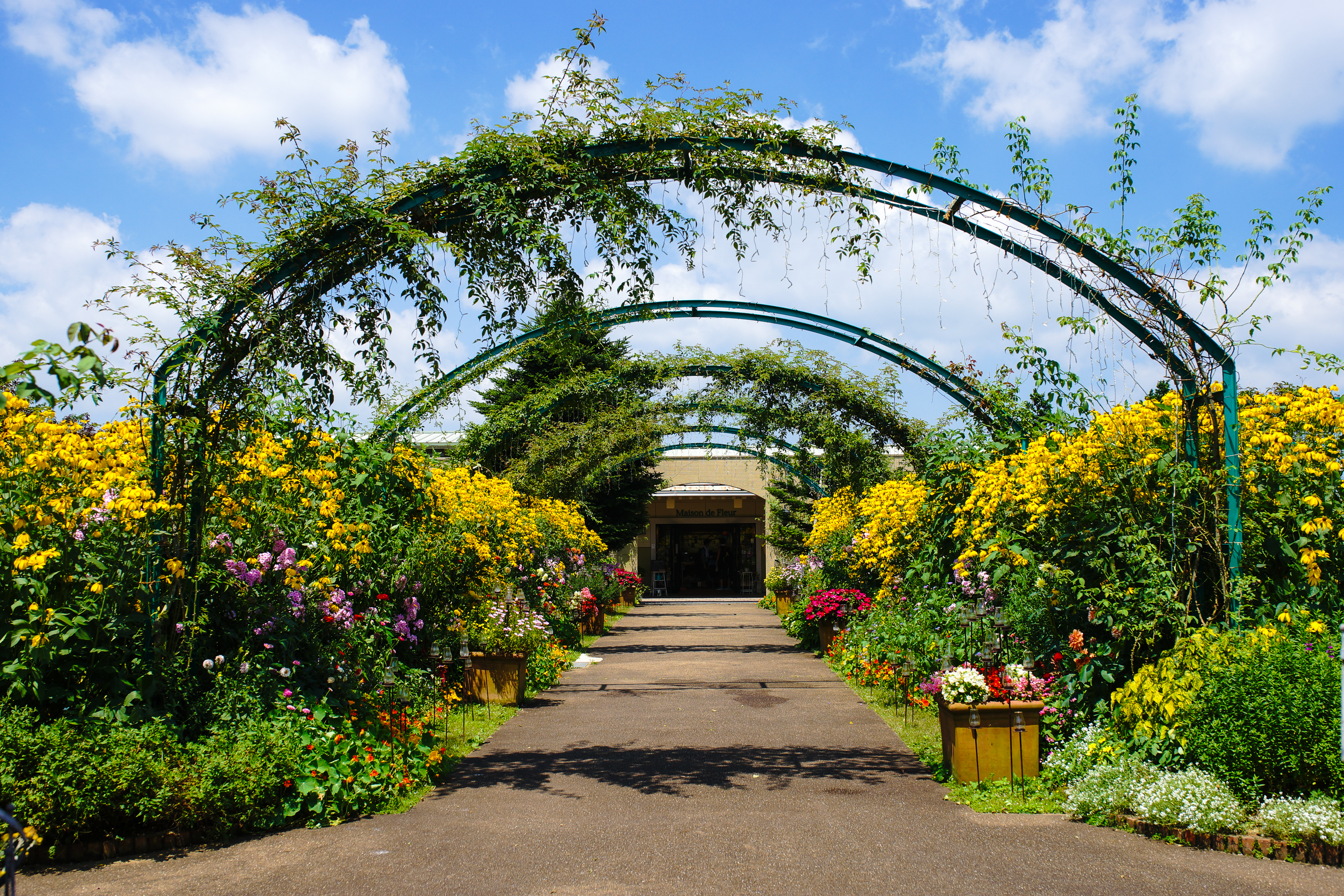 flower garden