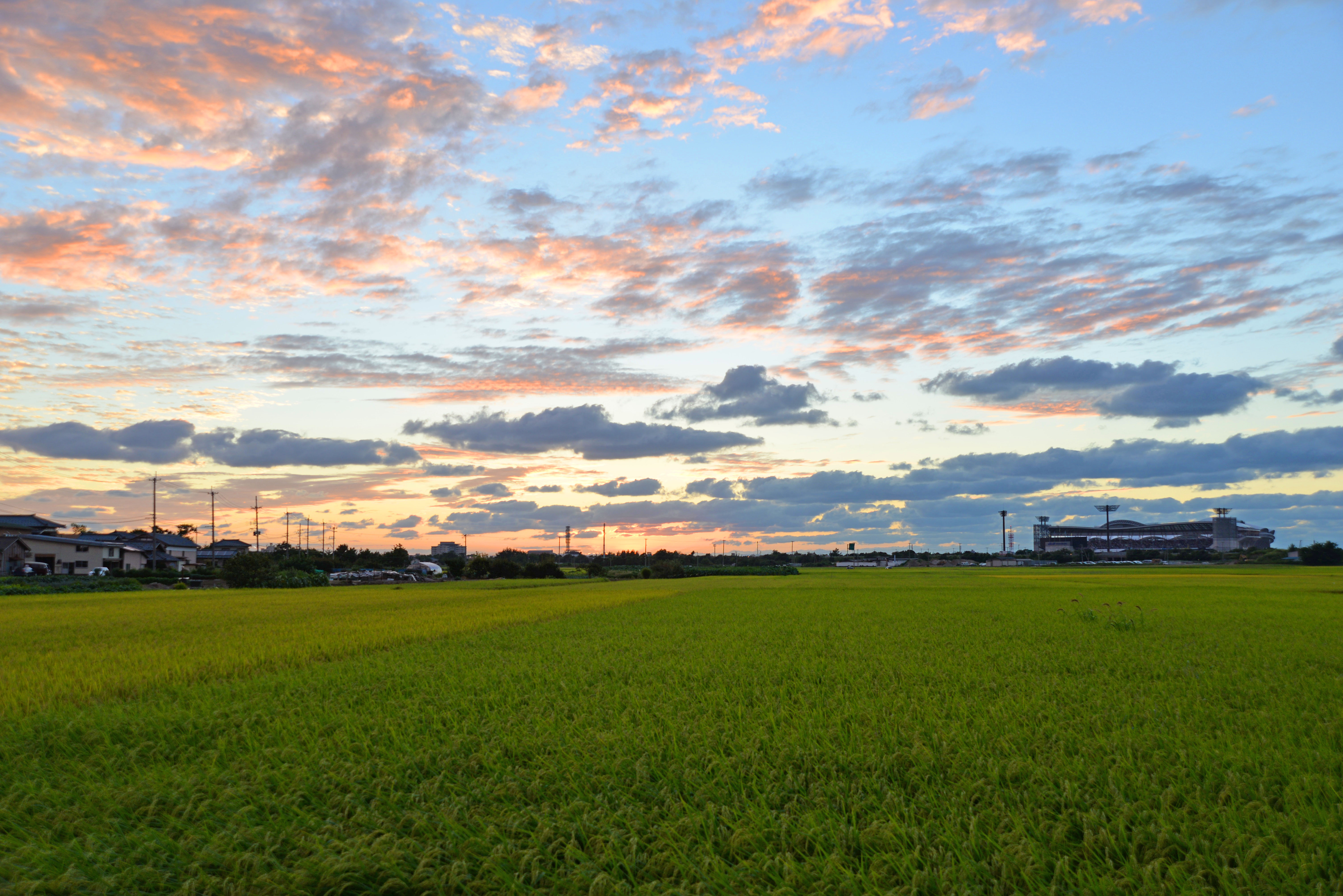 フェスの夕暮れ