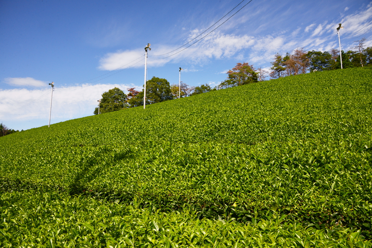 山の茶園に秋近し