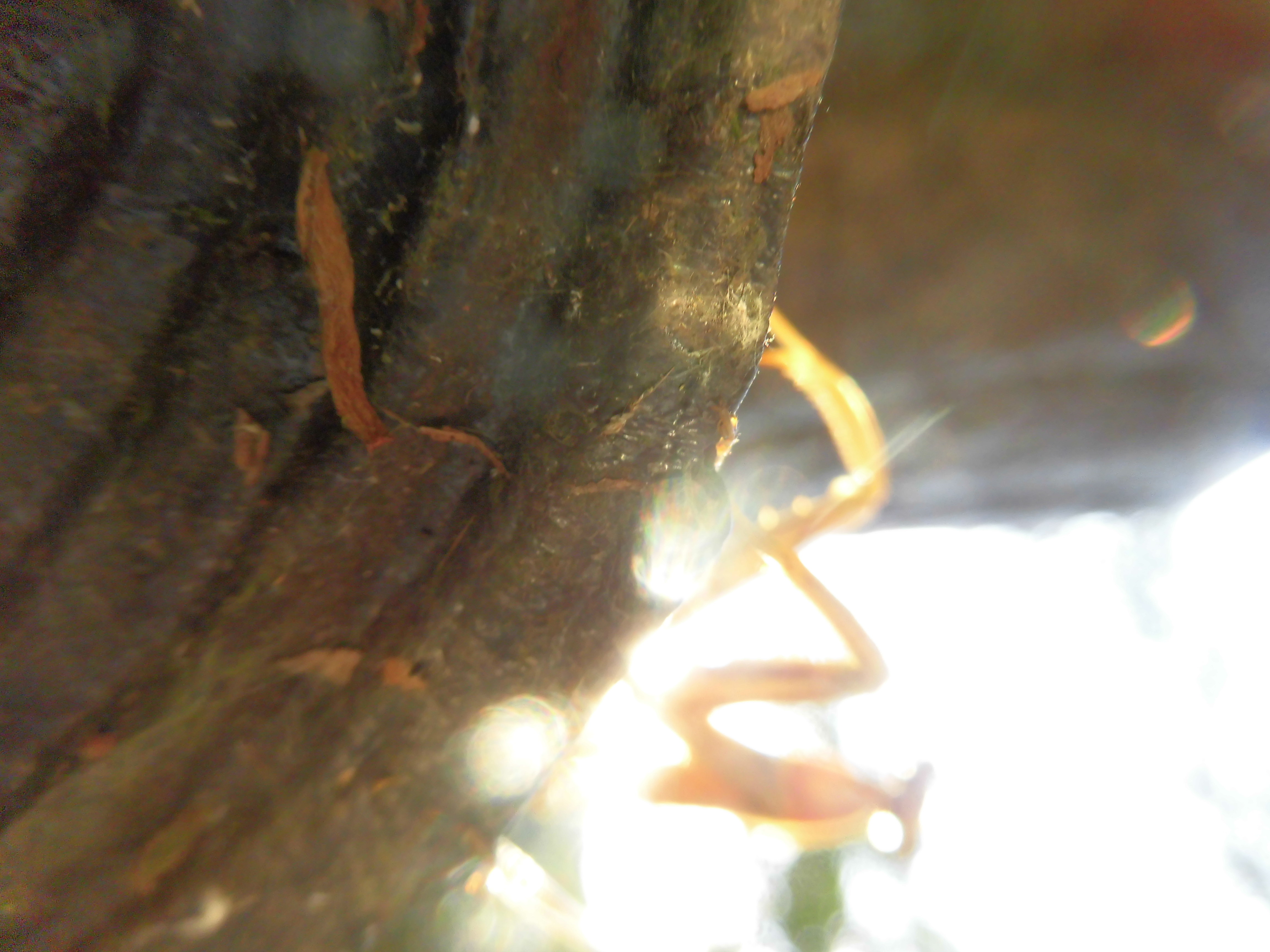 夕焼けのカマキリ