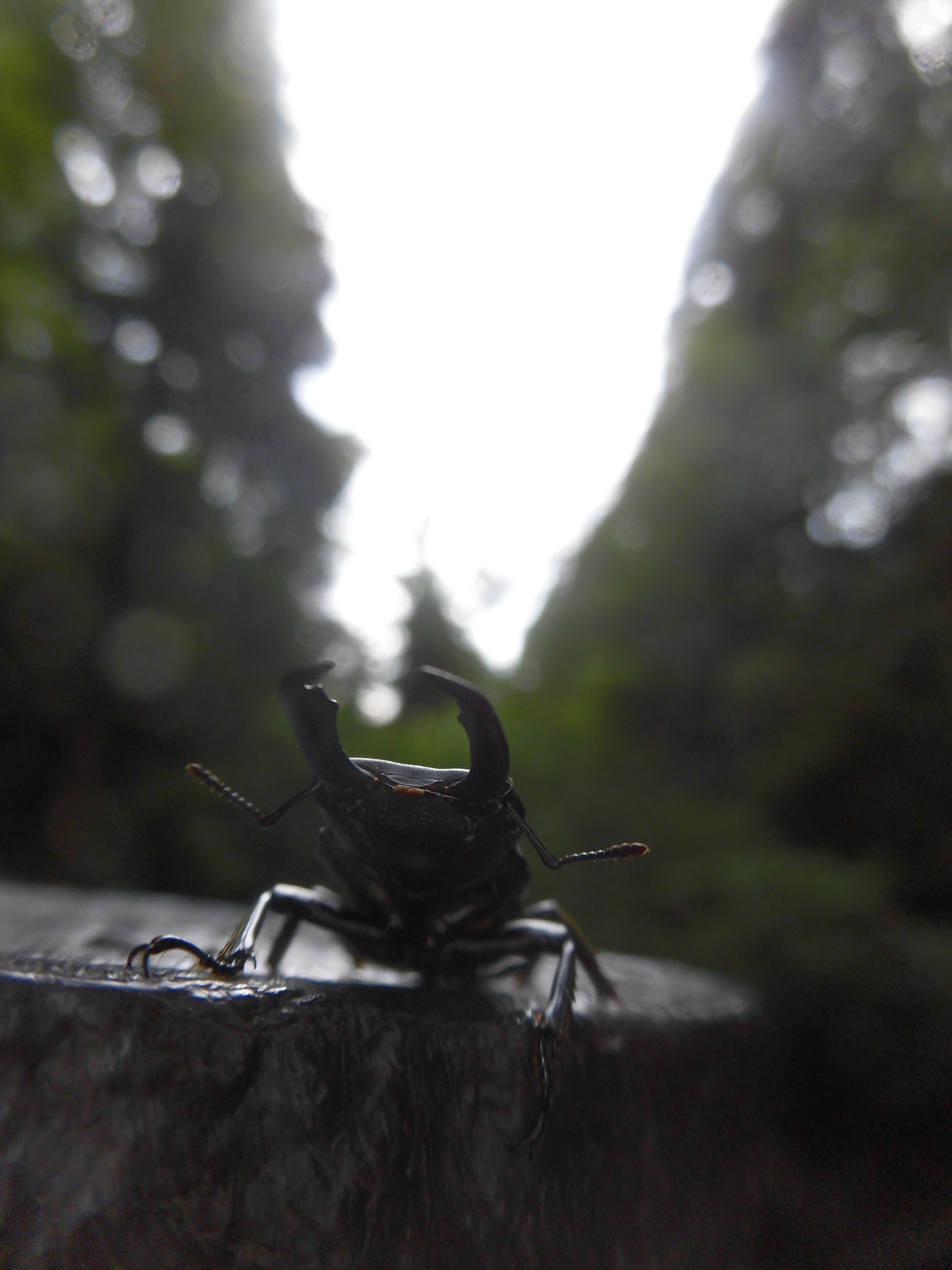 天を切り裂くミヤマクワガタ