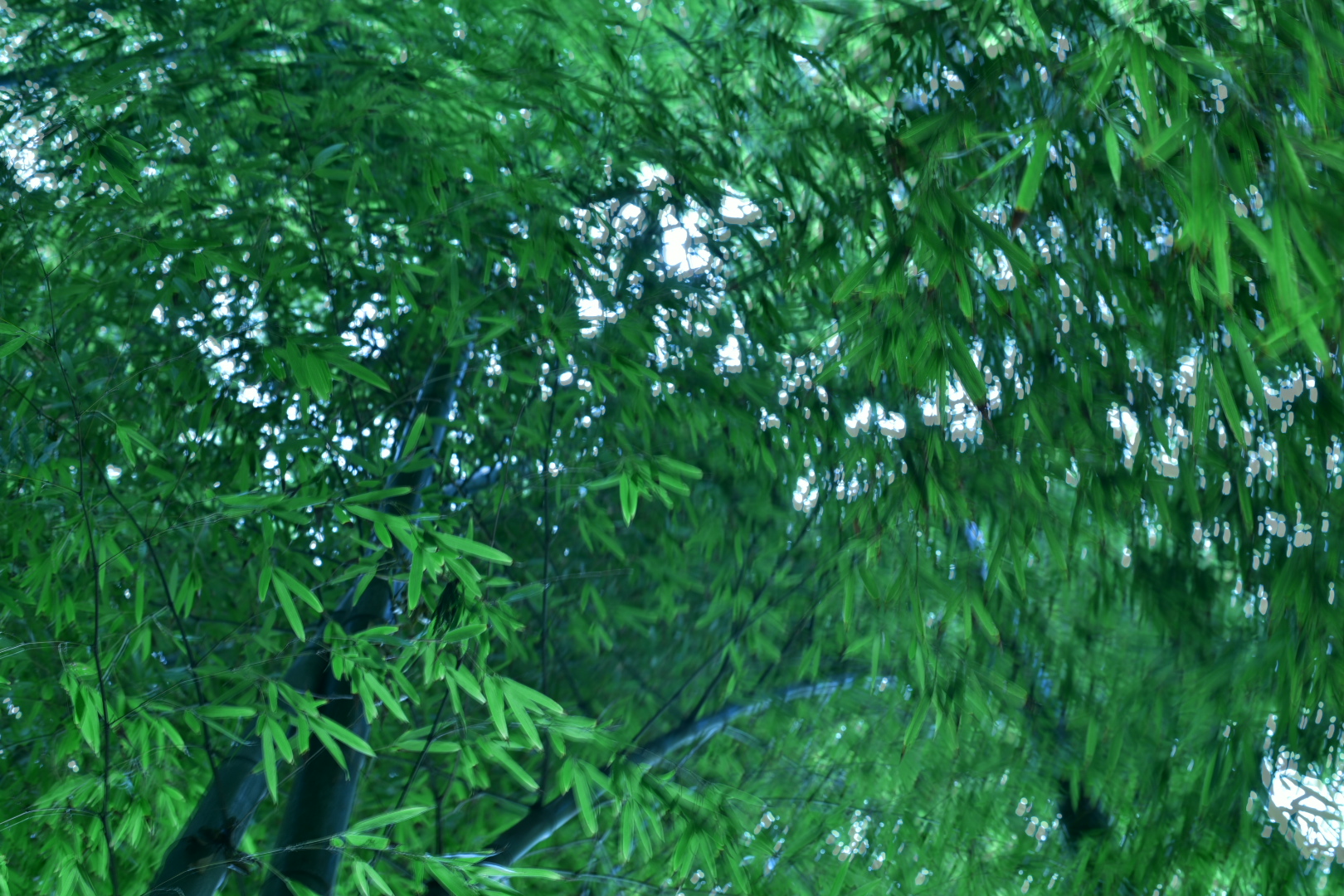竹林2