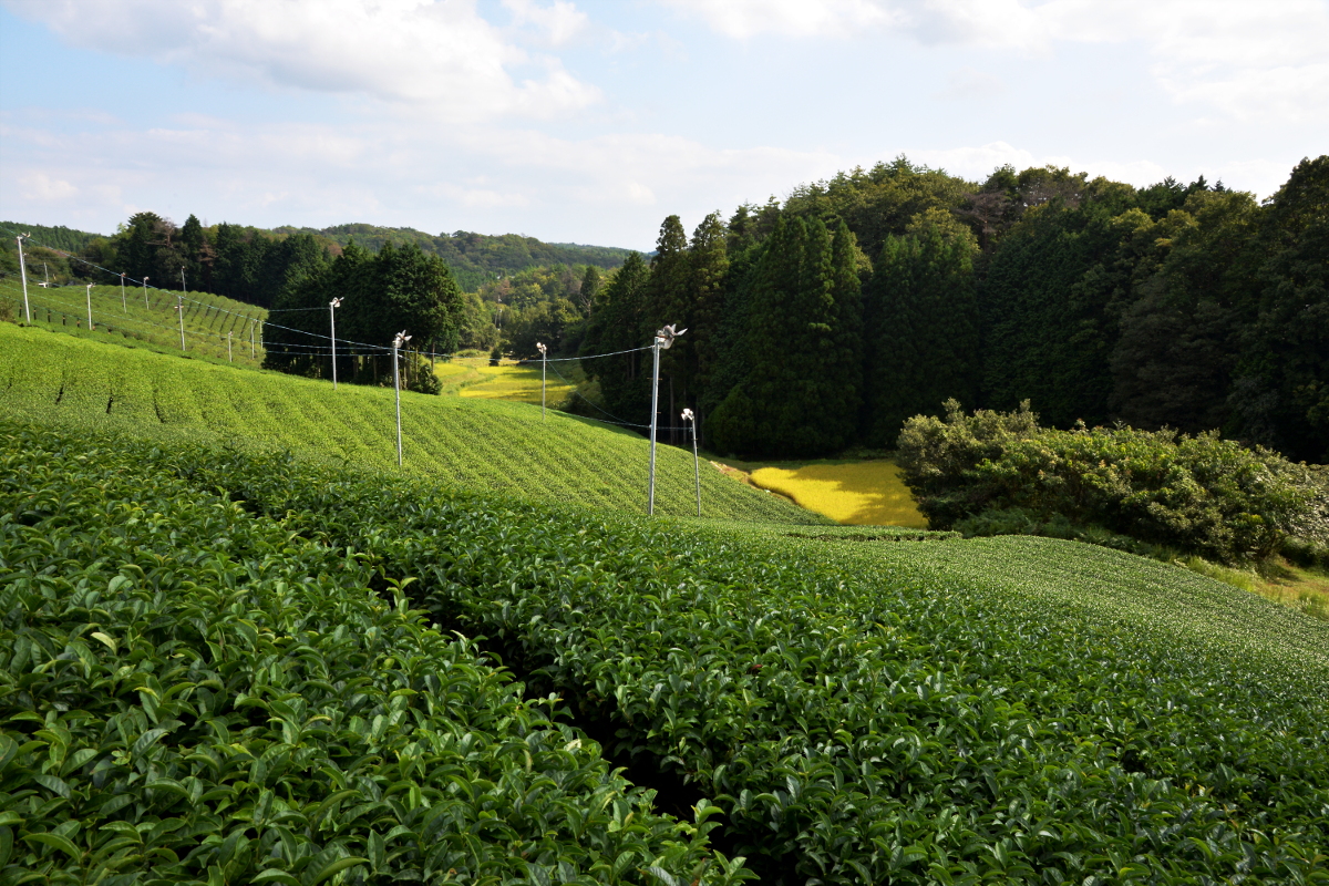 日本茶の心を今に