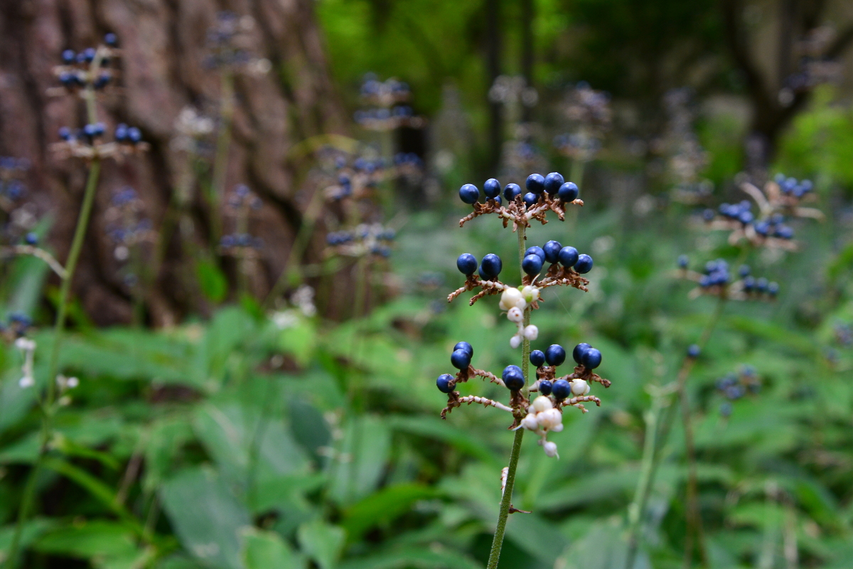 黒真珠の森