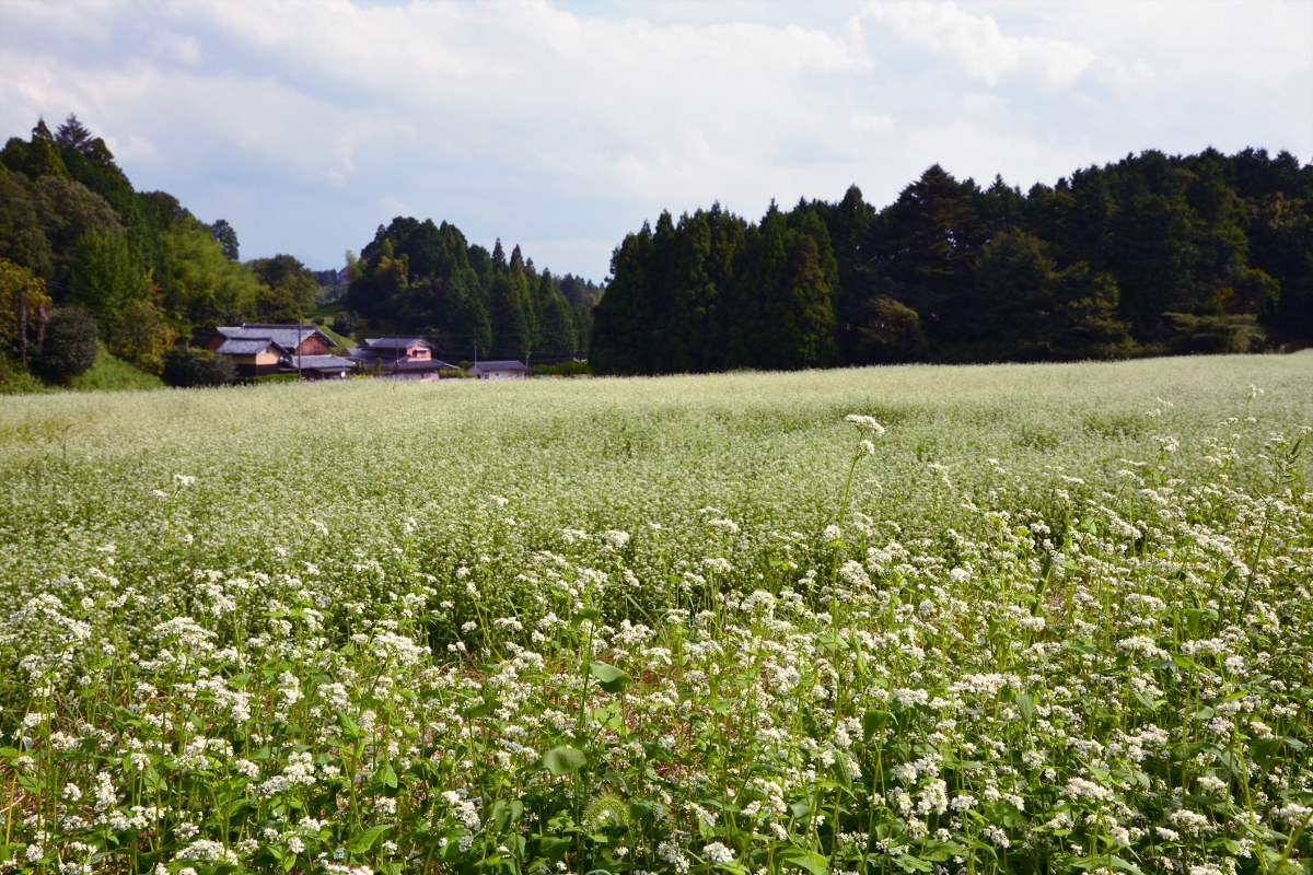 蕎麦はまだ 花でもてなす 山路かな