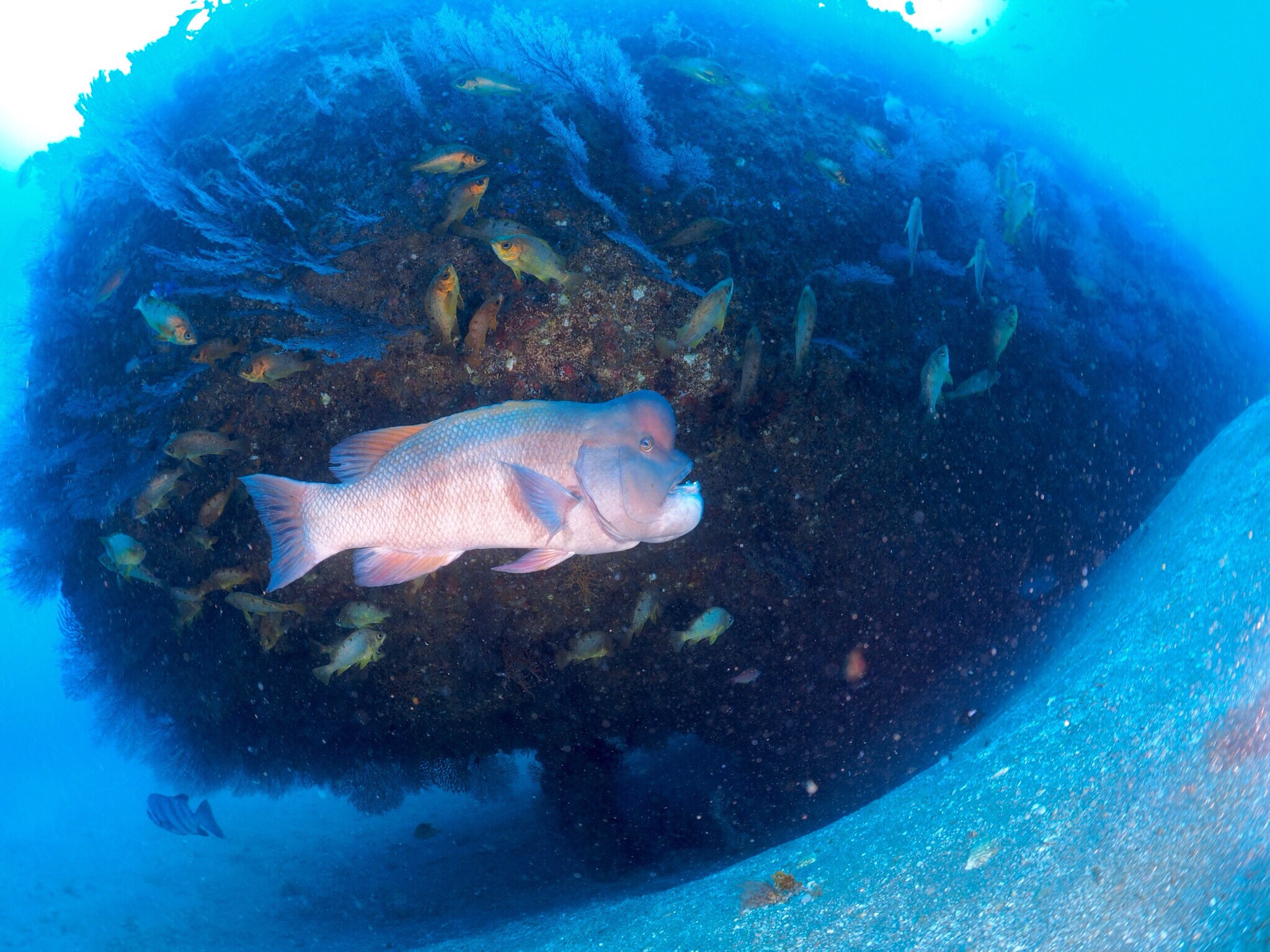 魚眼