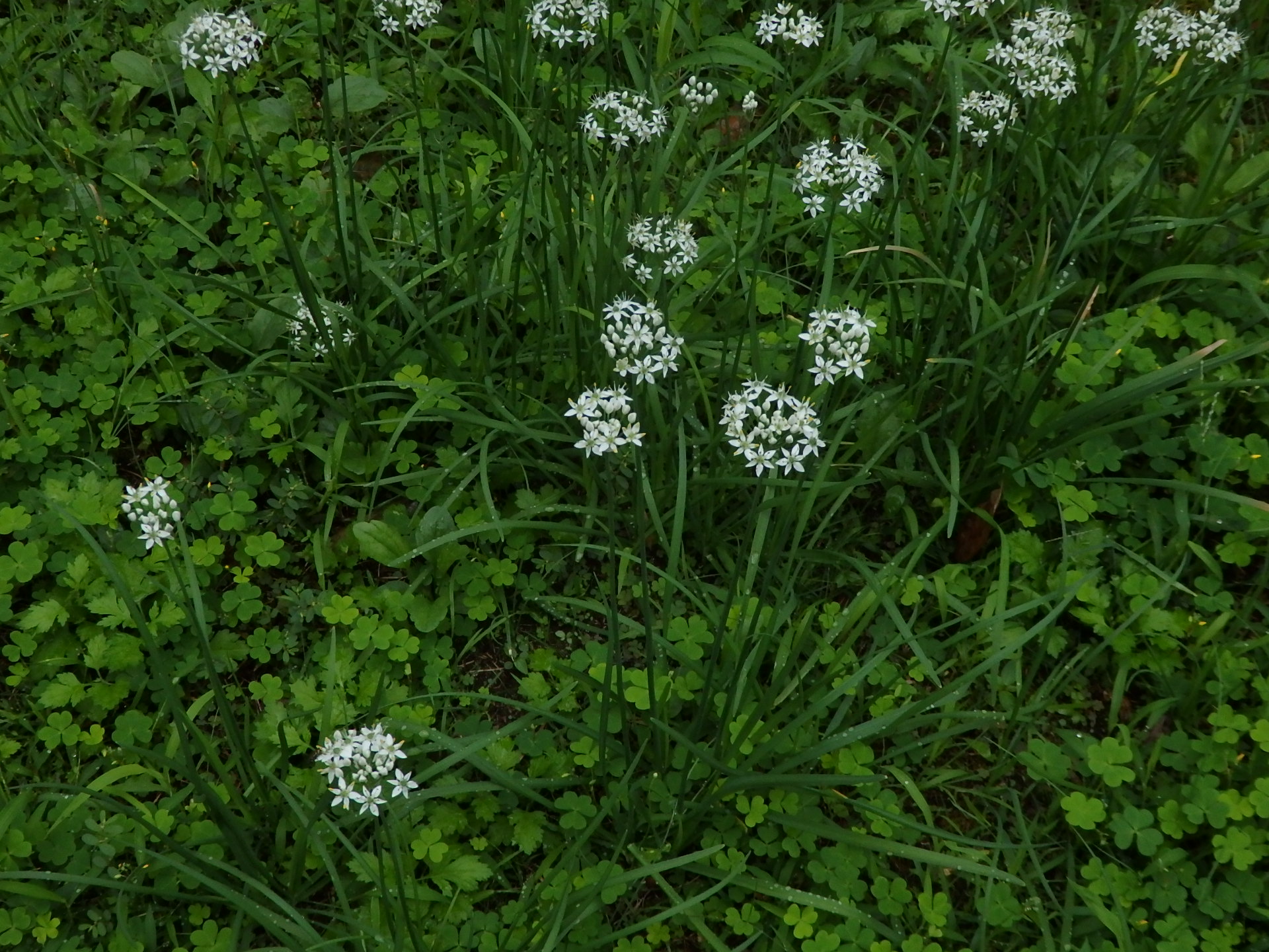 野蒜?