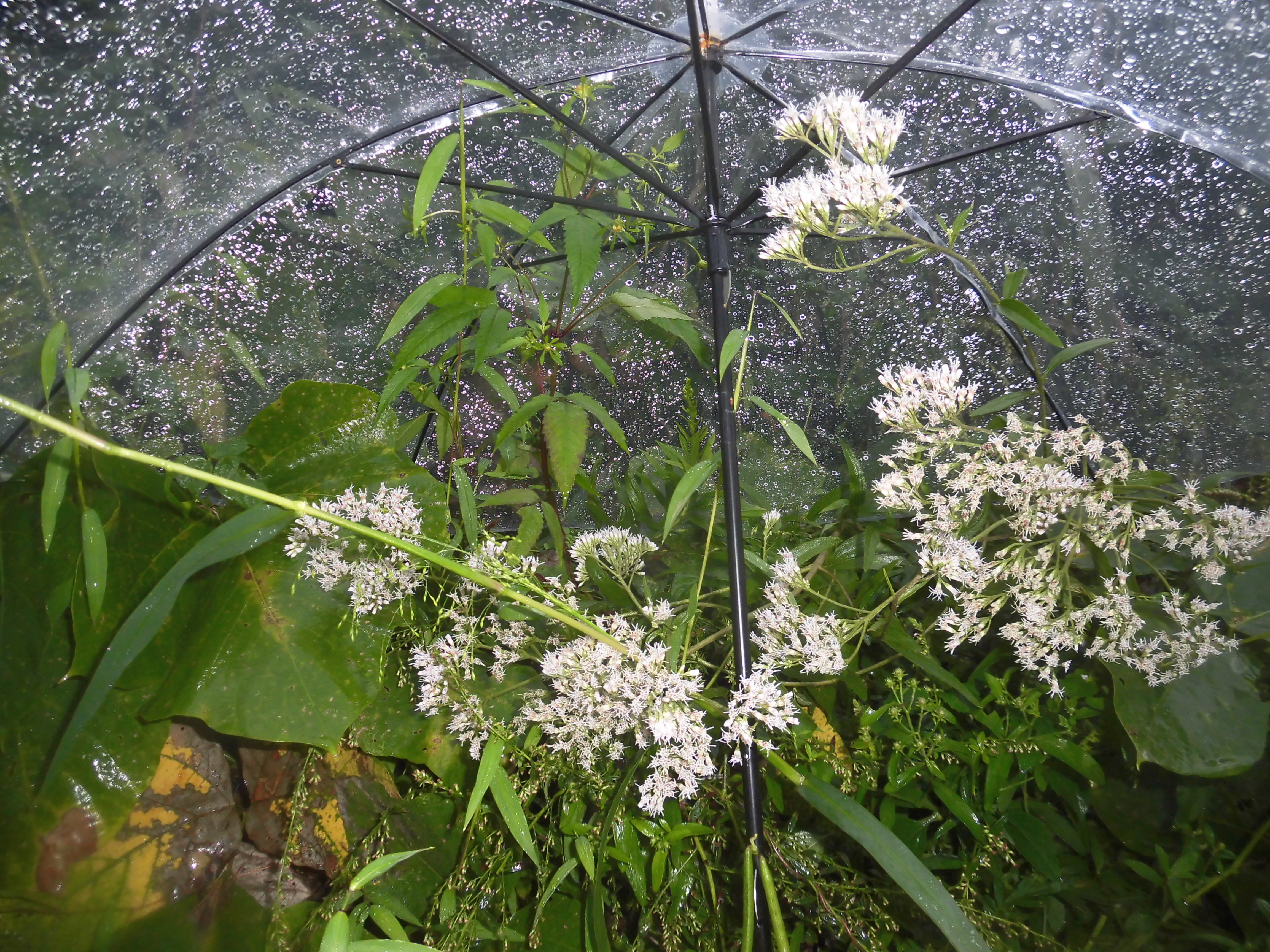 雨にも負けず風にも負けず