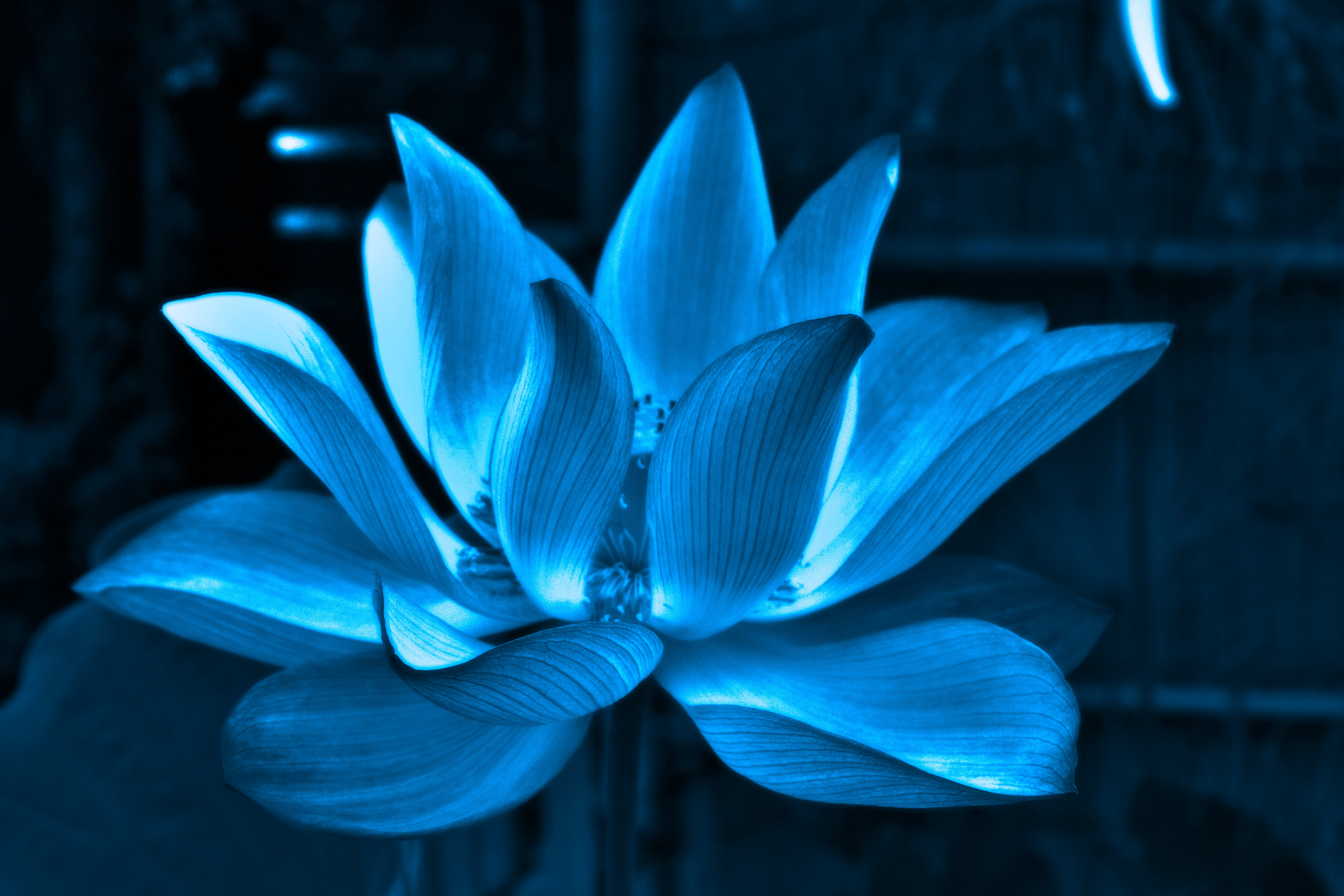 灯る華