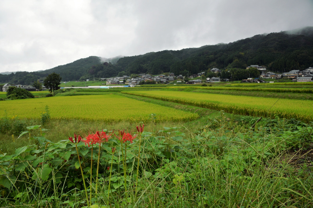 雨上がりの柳生路にて