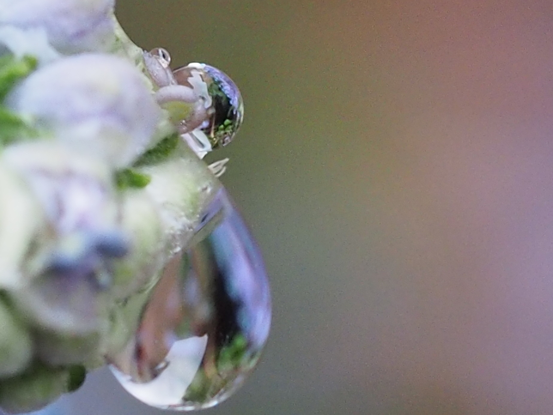 「段菊」についた雫。