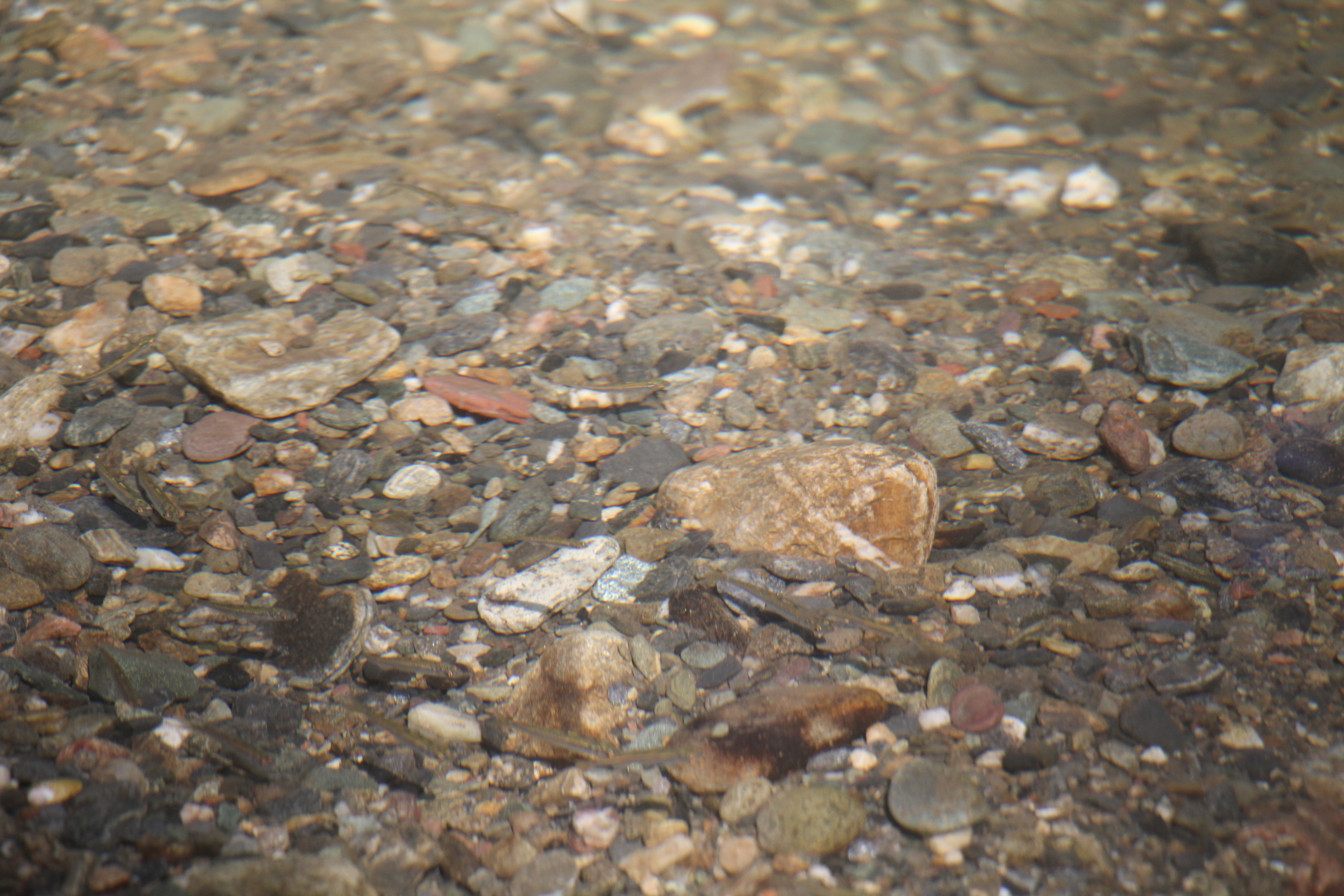 小魚