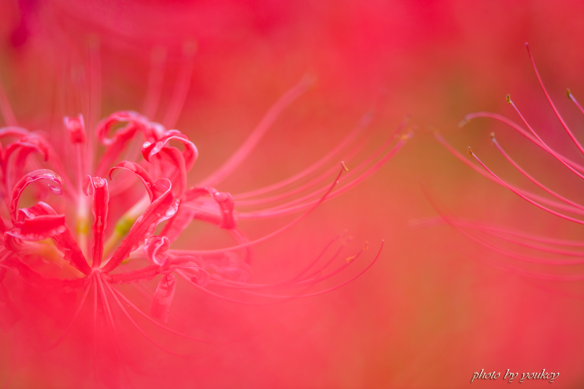 曼珠沙華 ♪