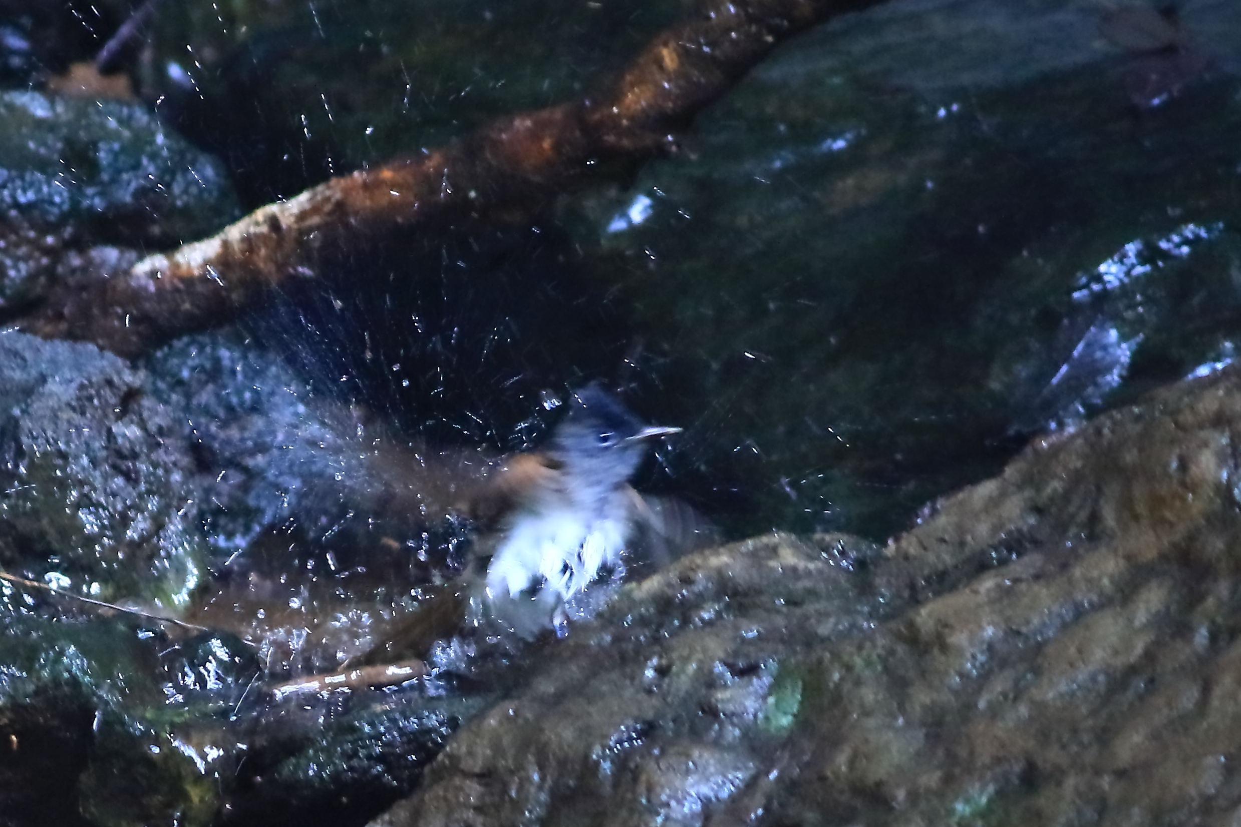 サンコウチョウ水浴び