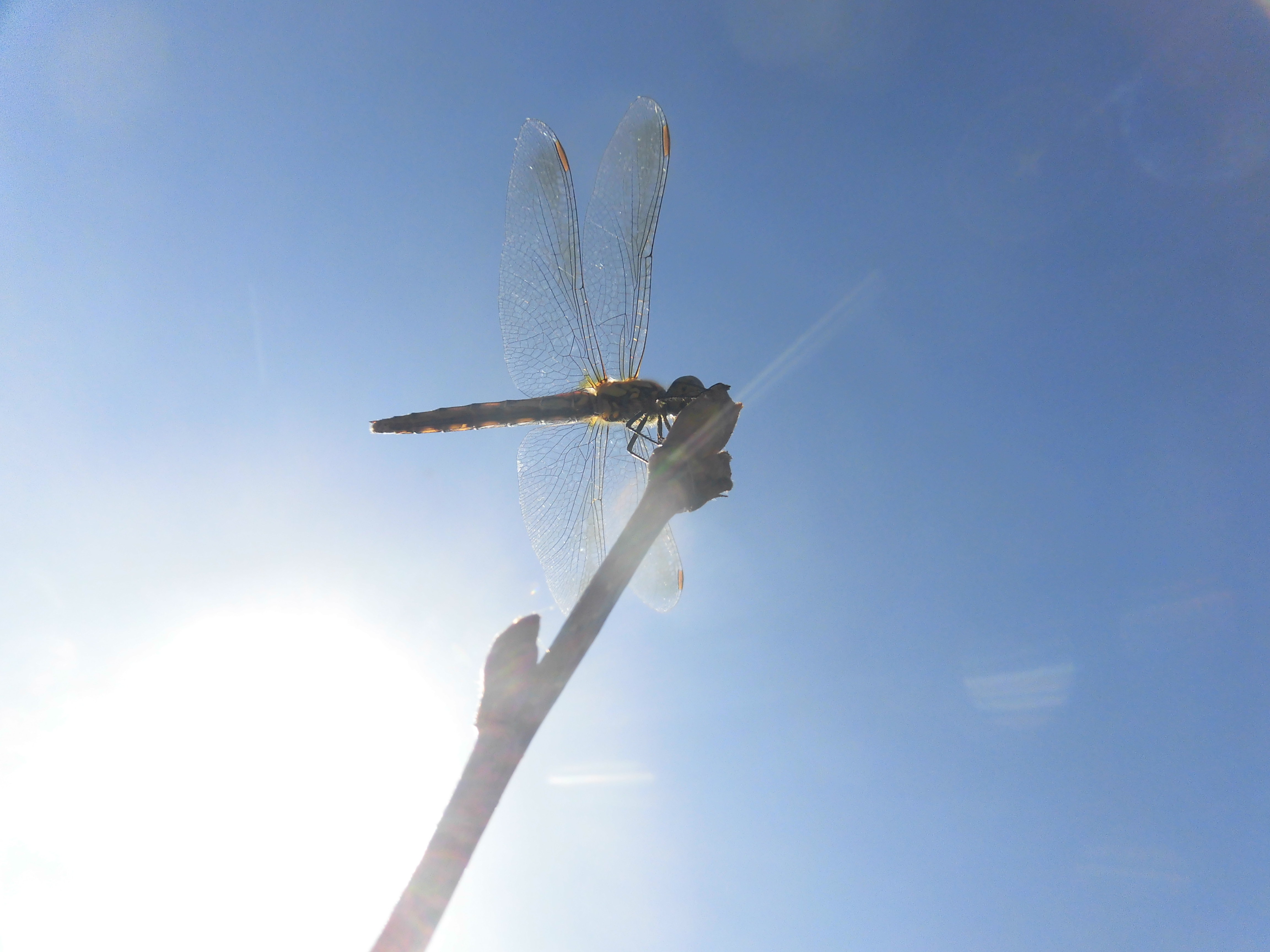 skybluedragonfly
