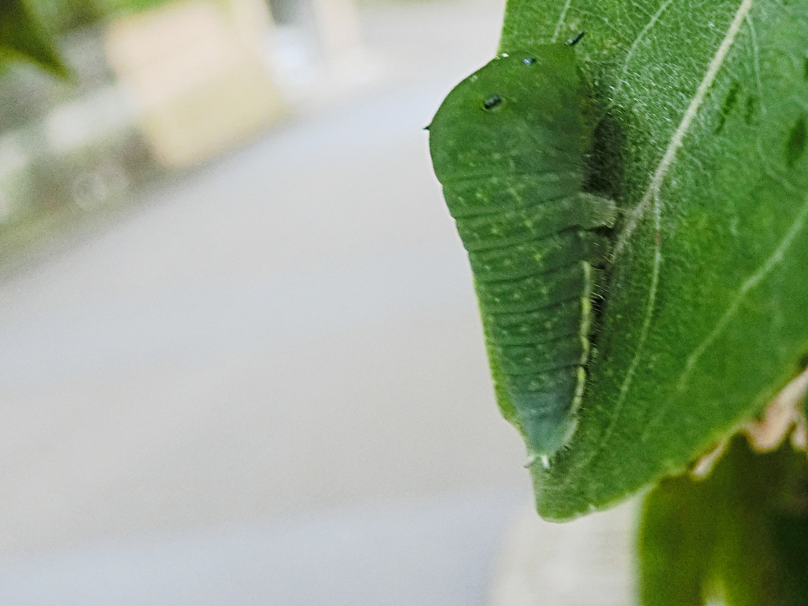 その生き残りも・・・