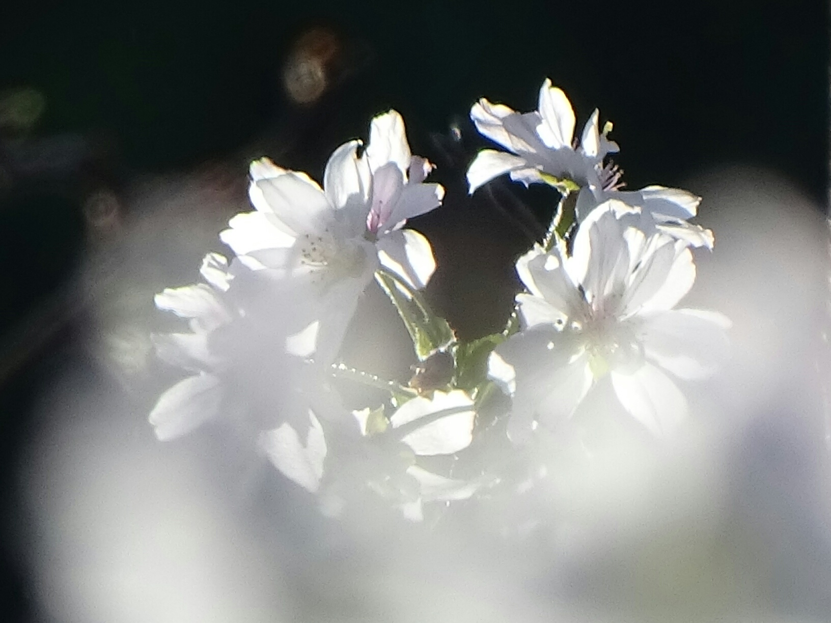 10月桜が見頃です!