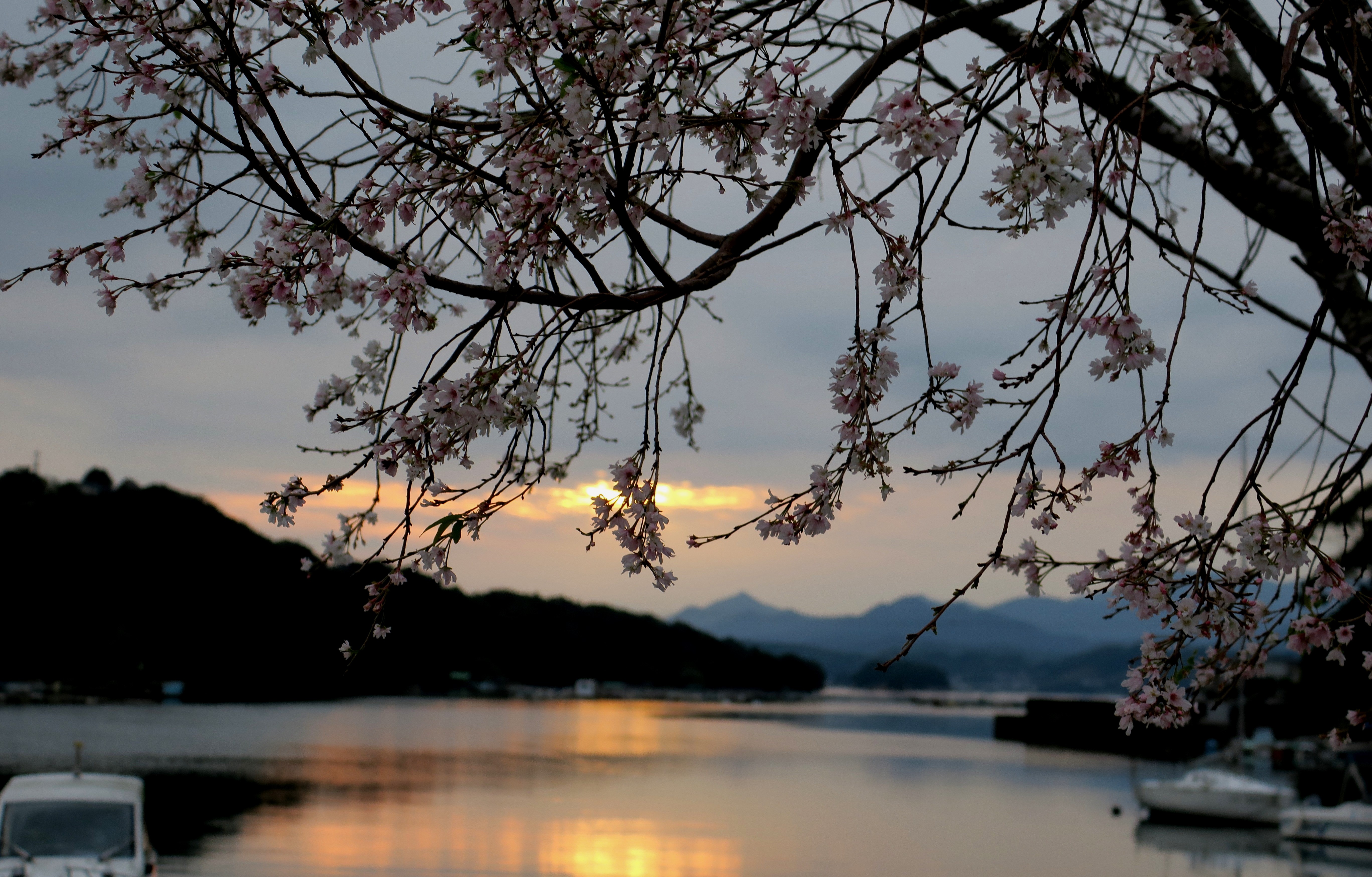 夕暮れの四季桜