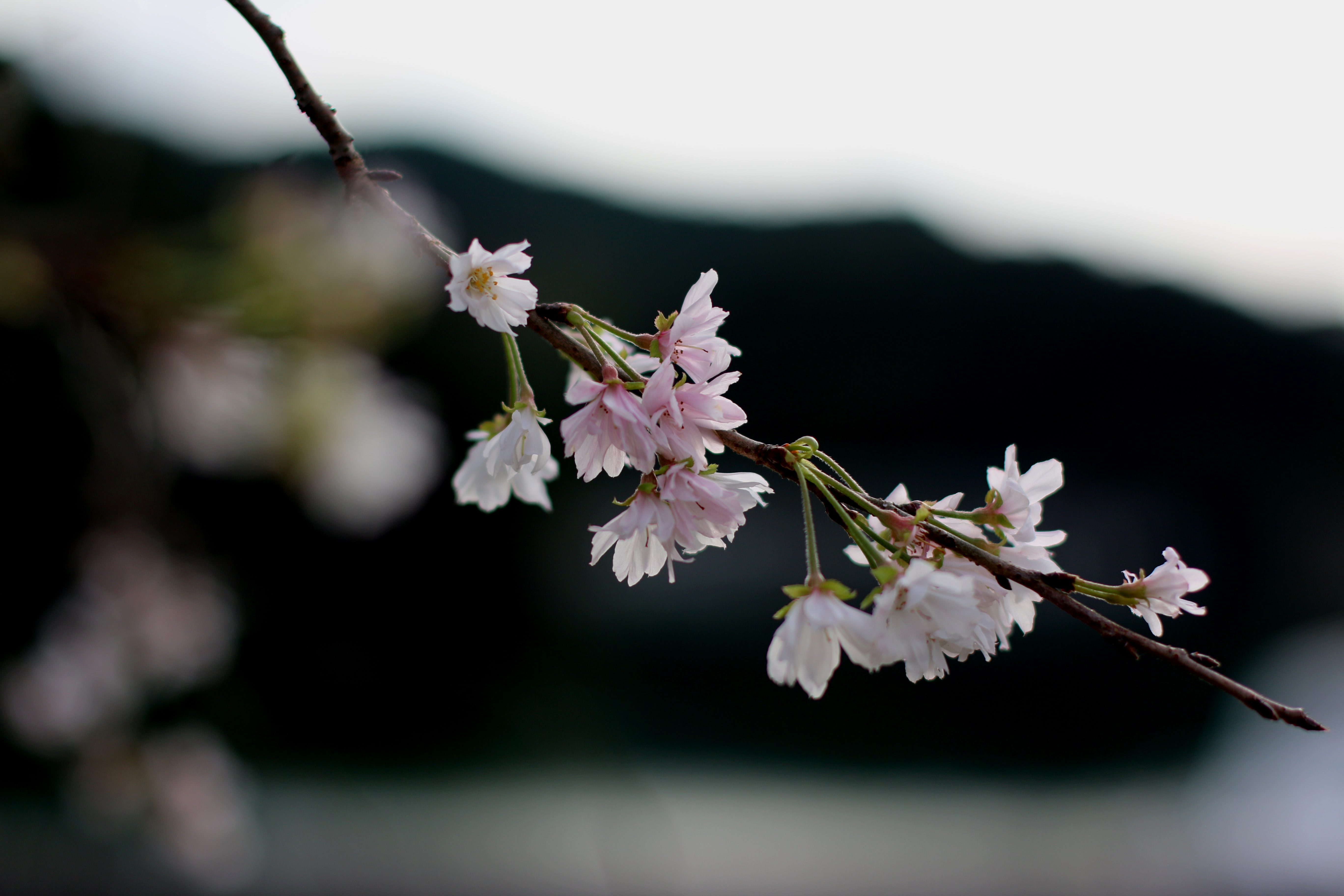 四季桜